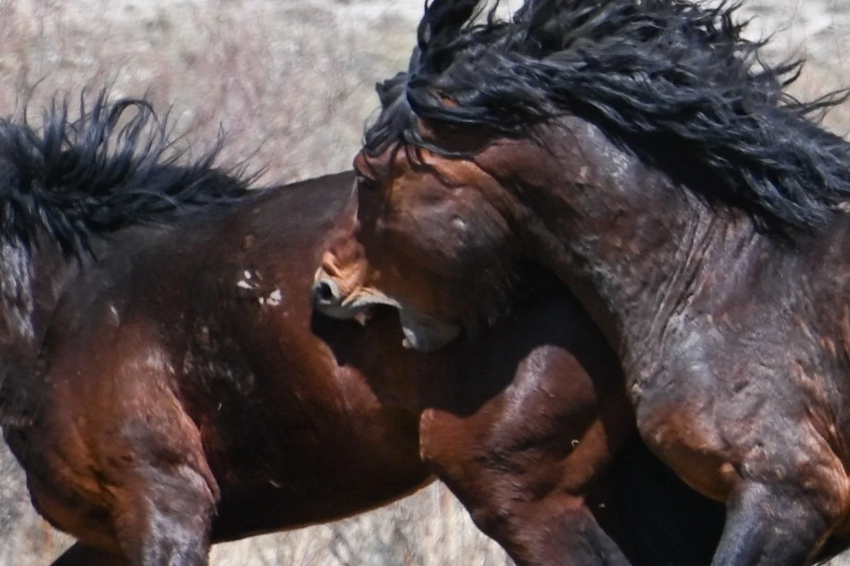 stallions sparring.jpg