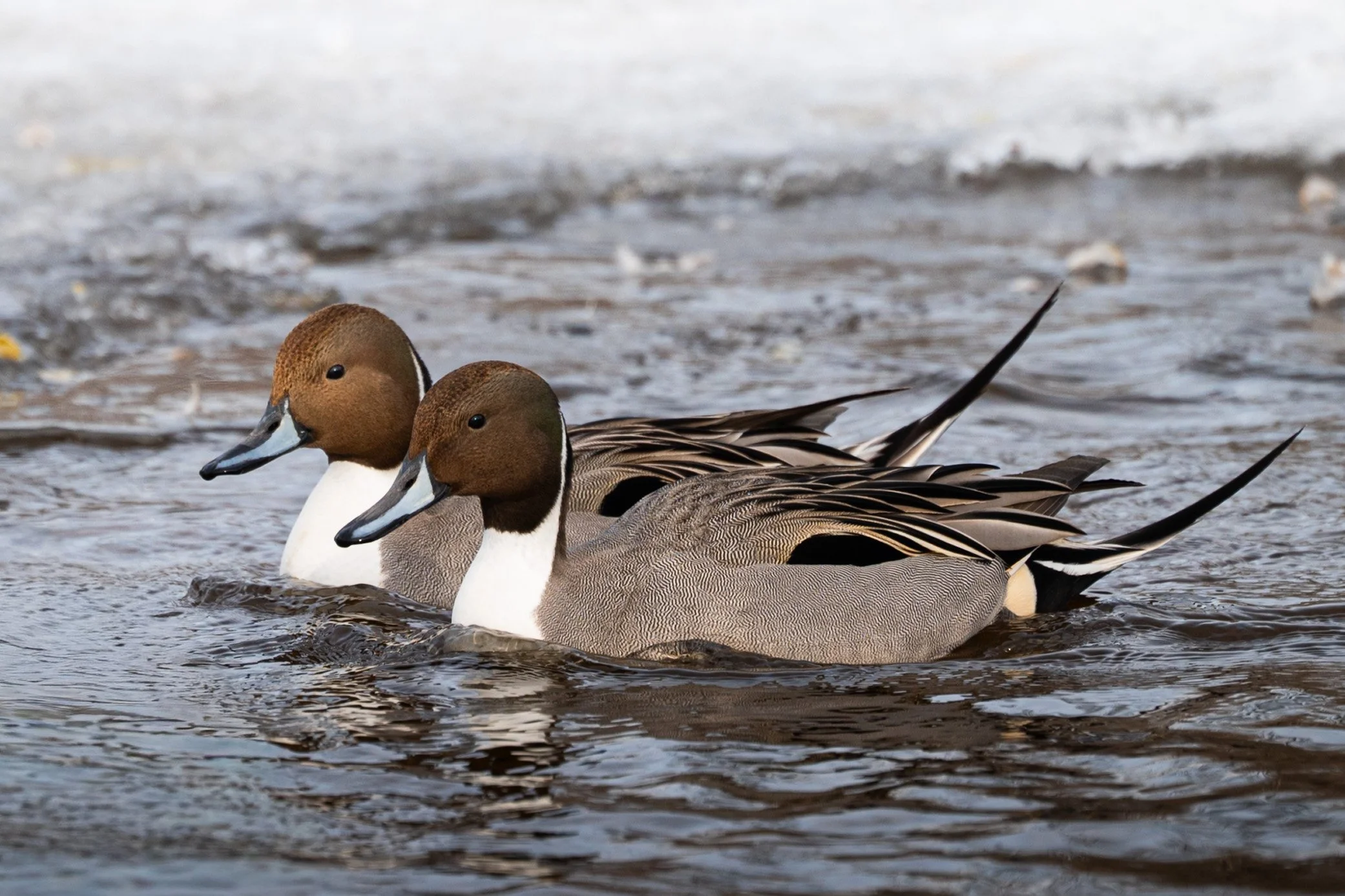 northern pintail pair.jpg