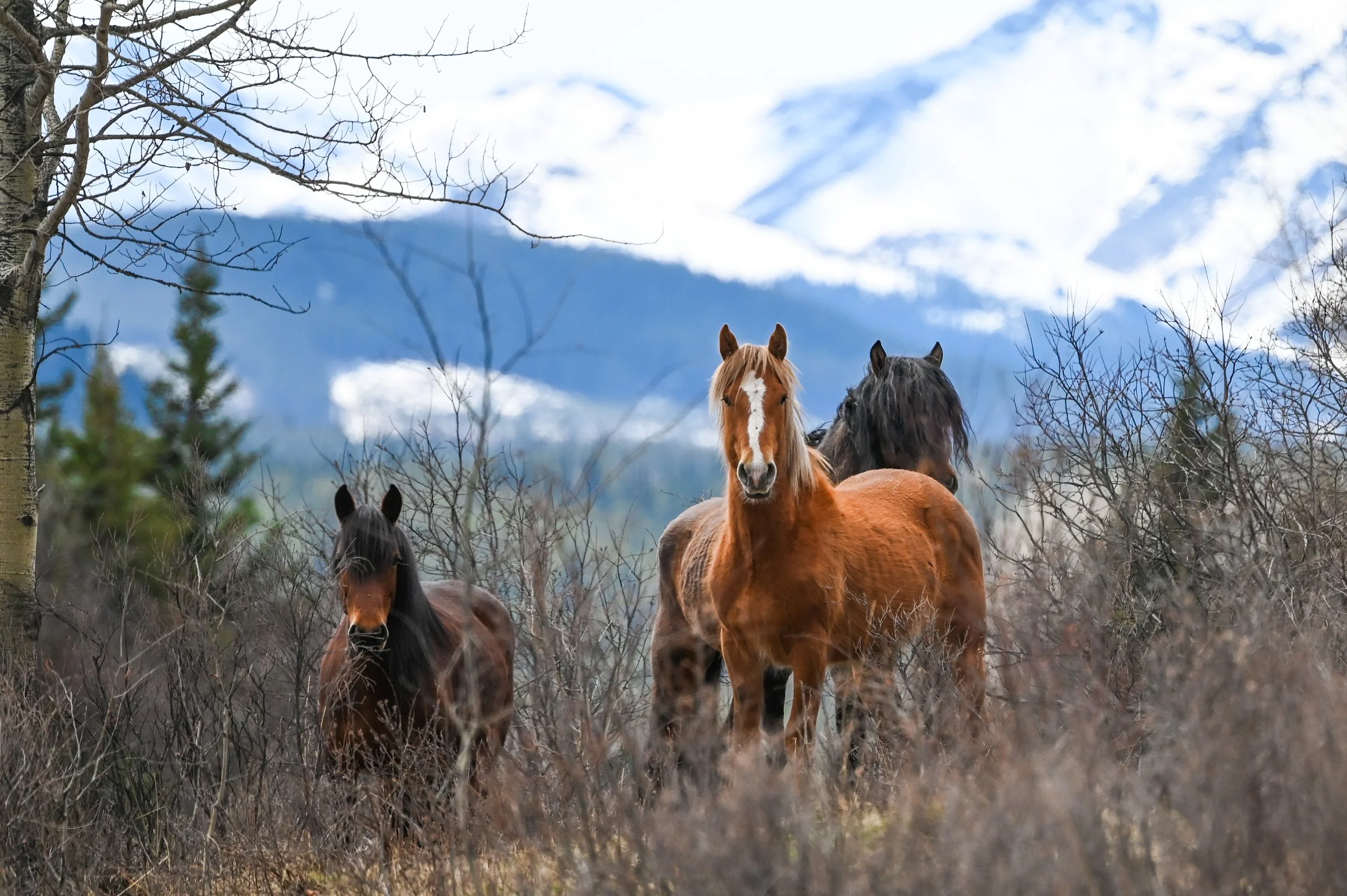 Alberta Mountain Horses trio against Rockies.jpg