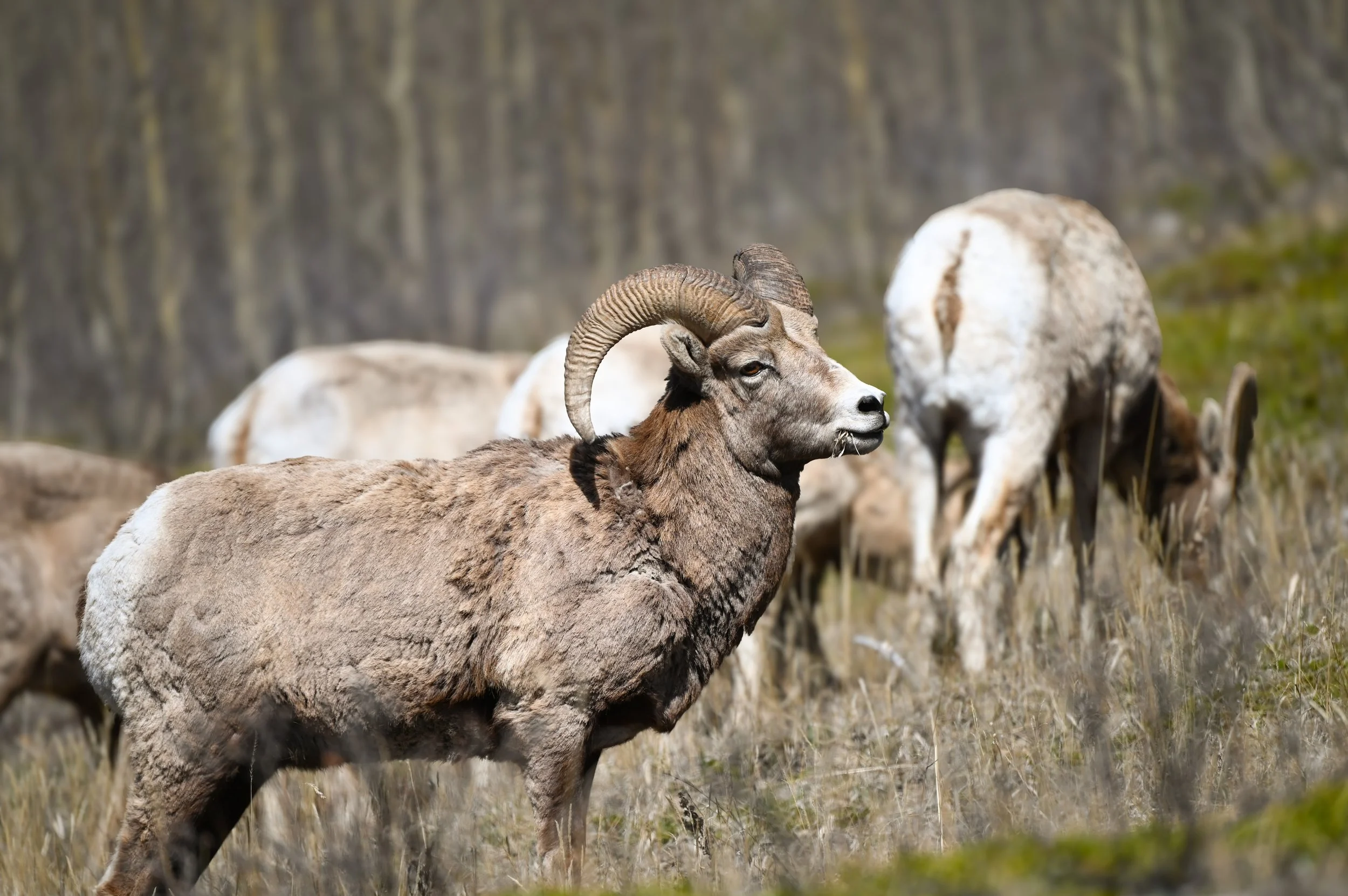bighorn sheep Alberta.jpg