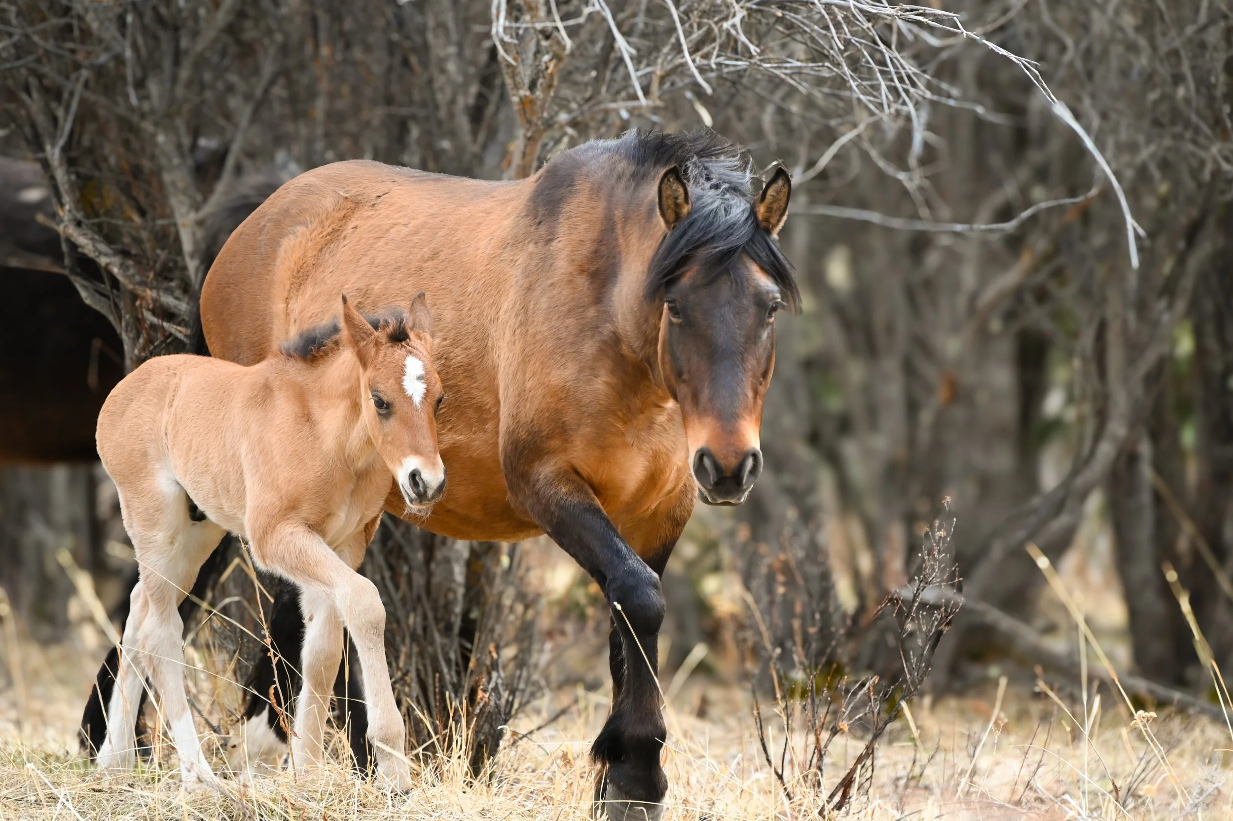 Alberta Mountain Horses mare and foal.jpg