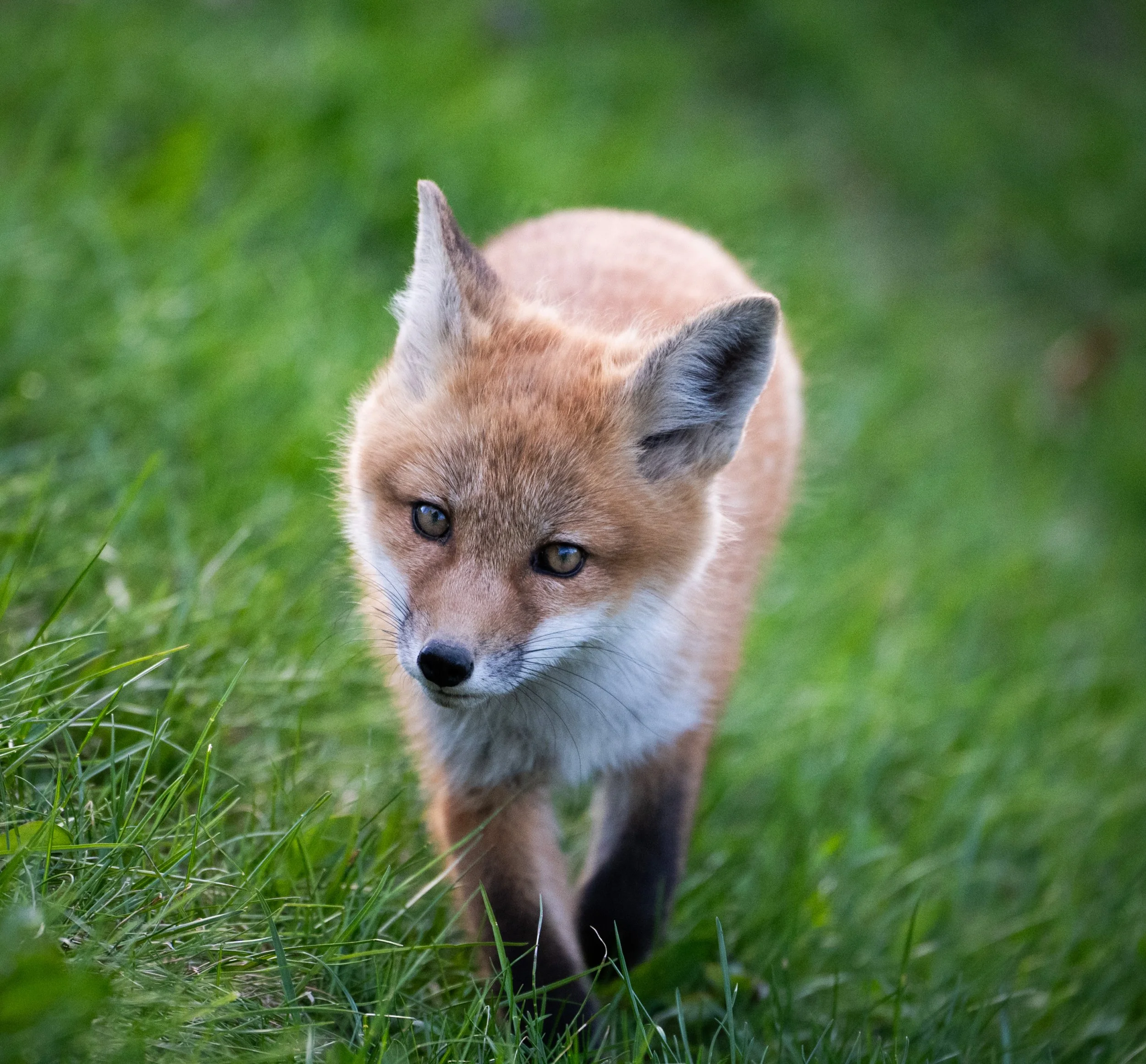 fox kit2.jpg