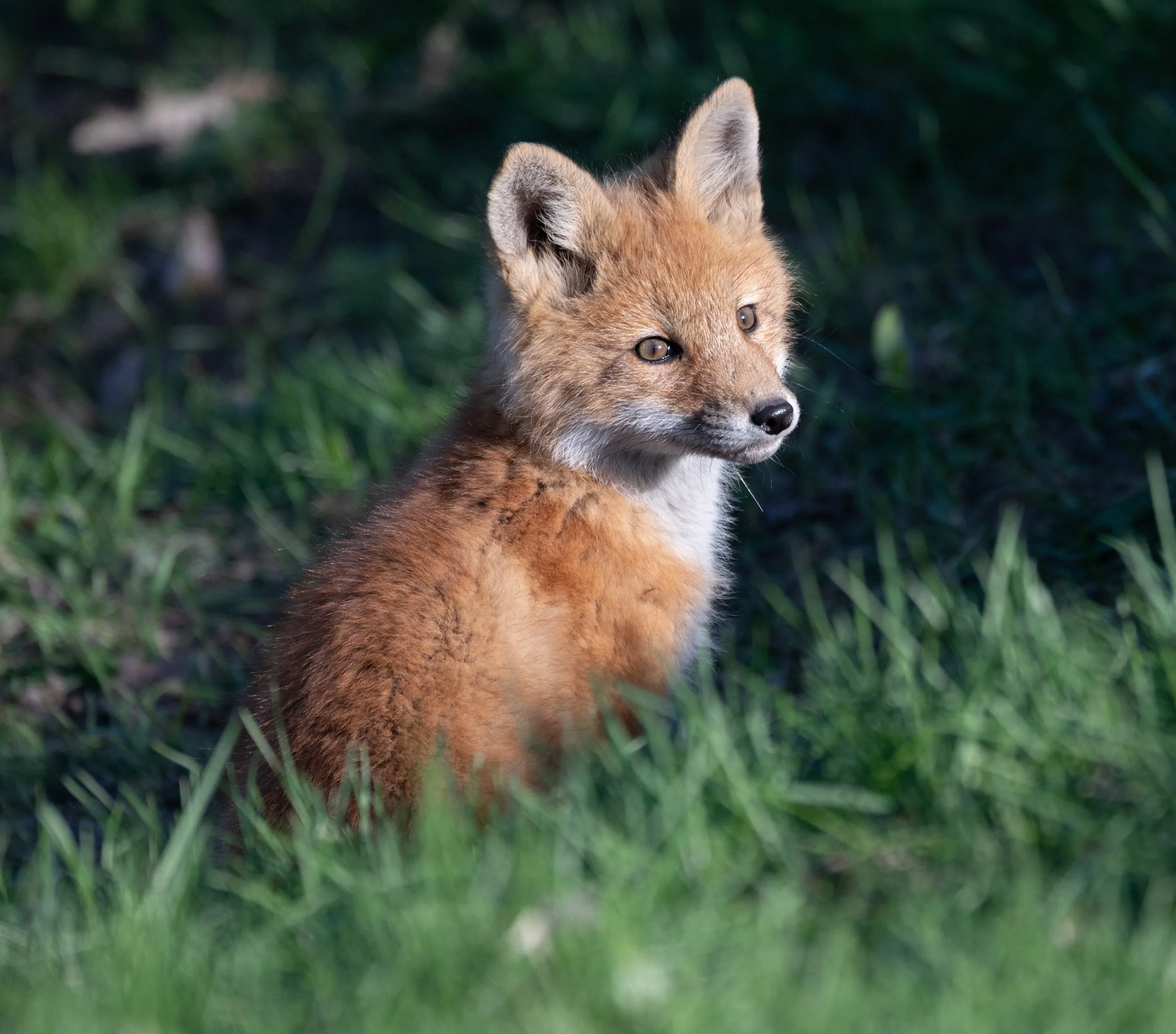 fox kit portrait.jpg