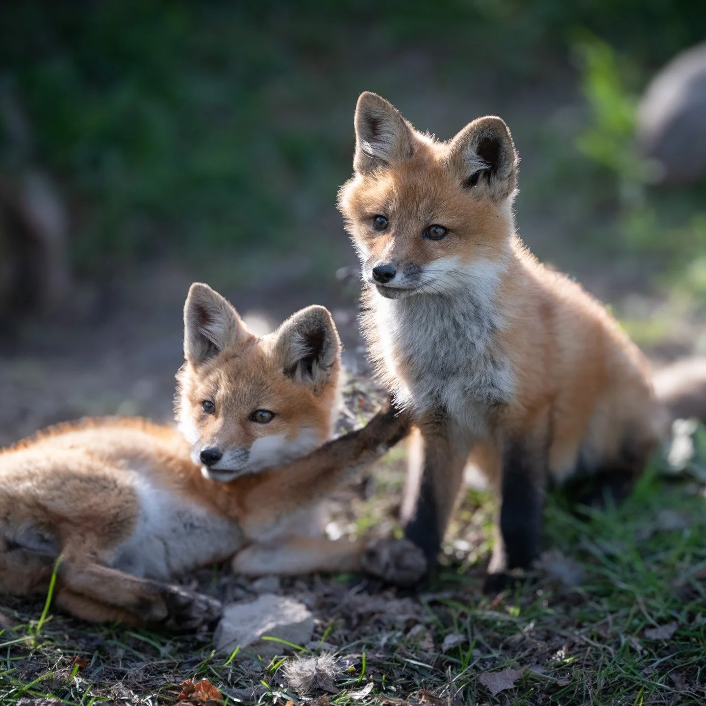 These fox kits were scampering about, not a care in the world - other than where is mom with dinner!

#urbanwildlife
#canadianwildlife
#redfox
#sharecangeo