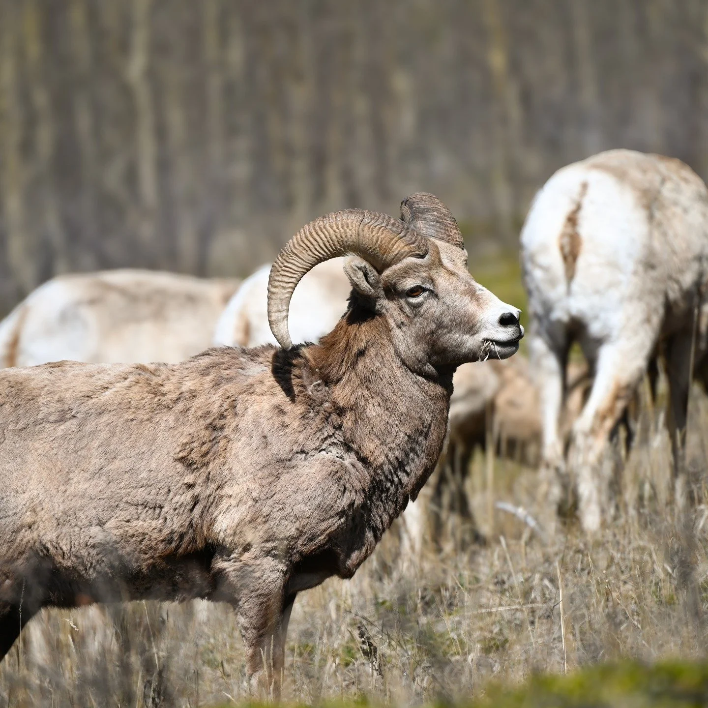 The Rocky Mountain bighorn sheep (Ovis canadensis). This photo was taken in Alberta, on the eastern foothills of the Rocky Mountains. 

#canadianwildlife