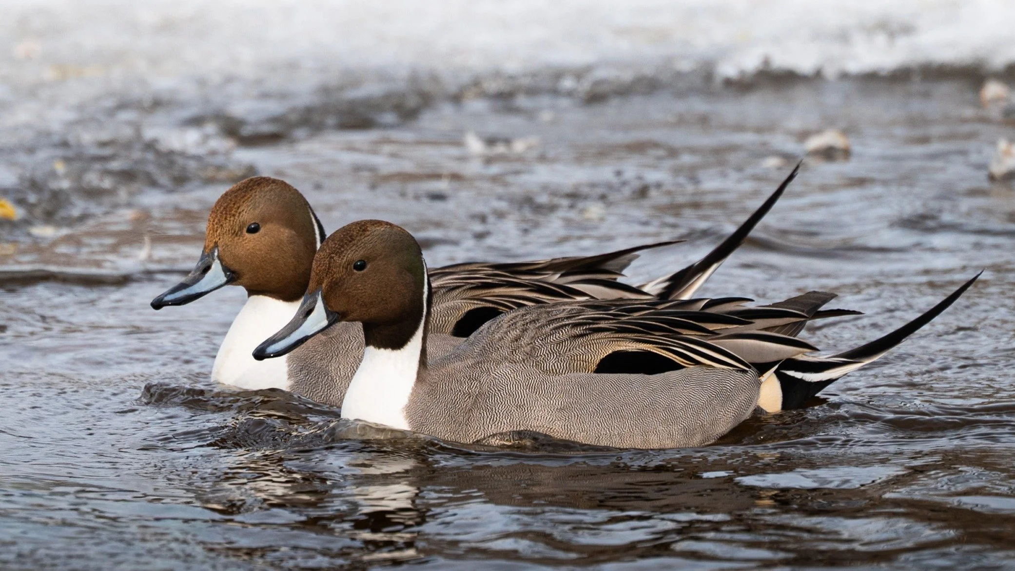 Northern pintails, during their migratory layover at the Ottawa River

#canadianwildlife
