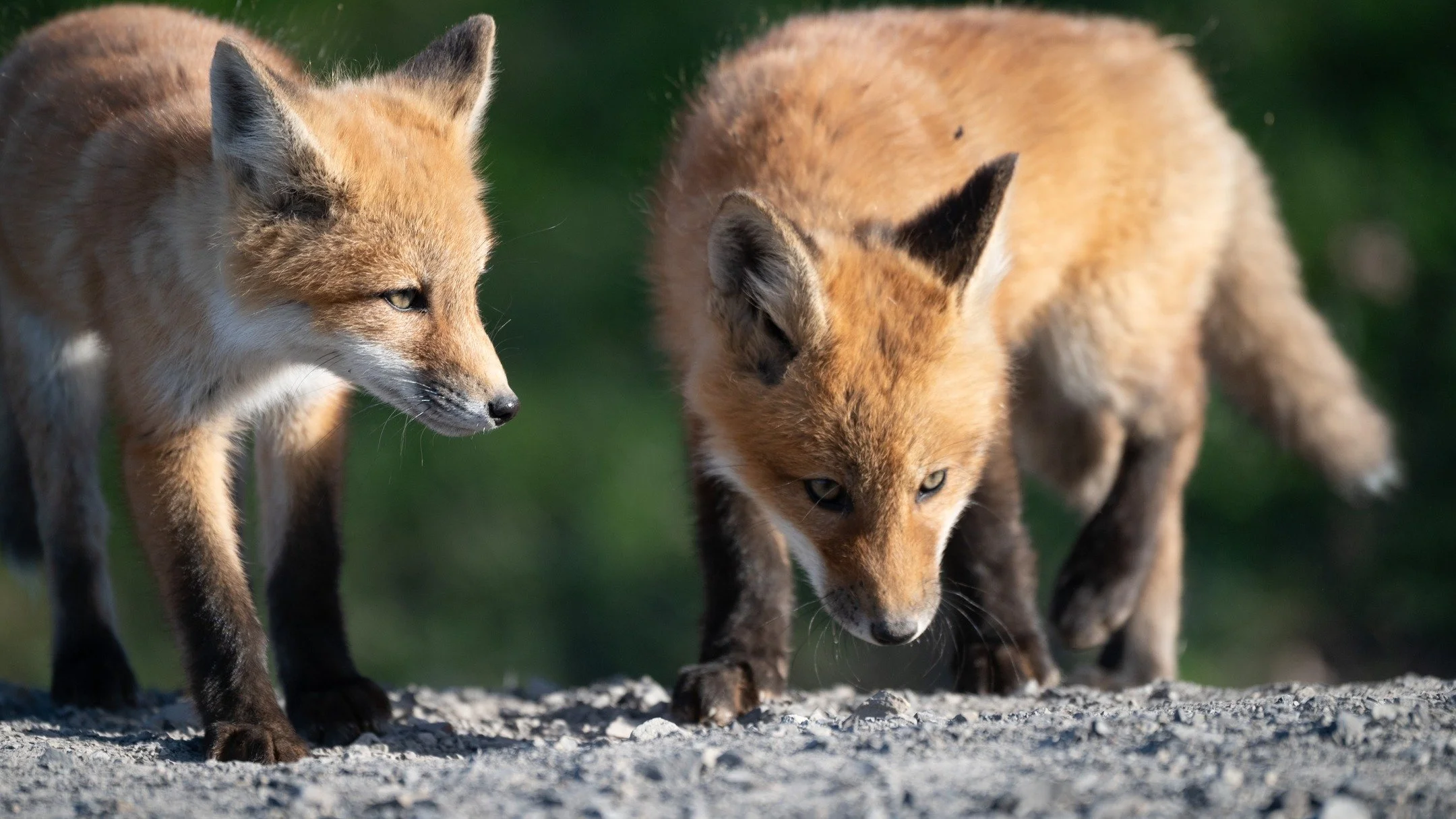 Photo 1 or Photo 2, which do you prefer? With such a subtle body position difference, I can't decide.

#canadianredfox