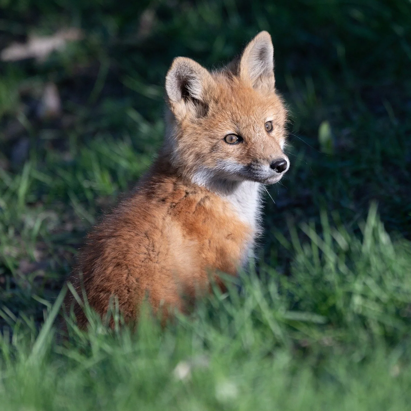 Common red fox (Vulpes vulpes). This kit is one of a litter of 10! 

#sharecangeo
#canadianwildlife