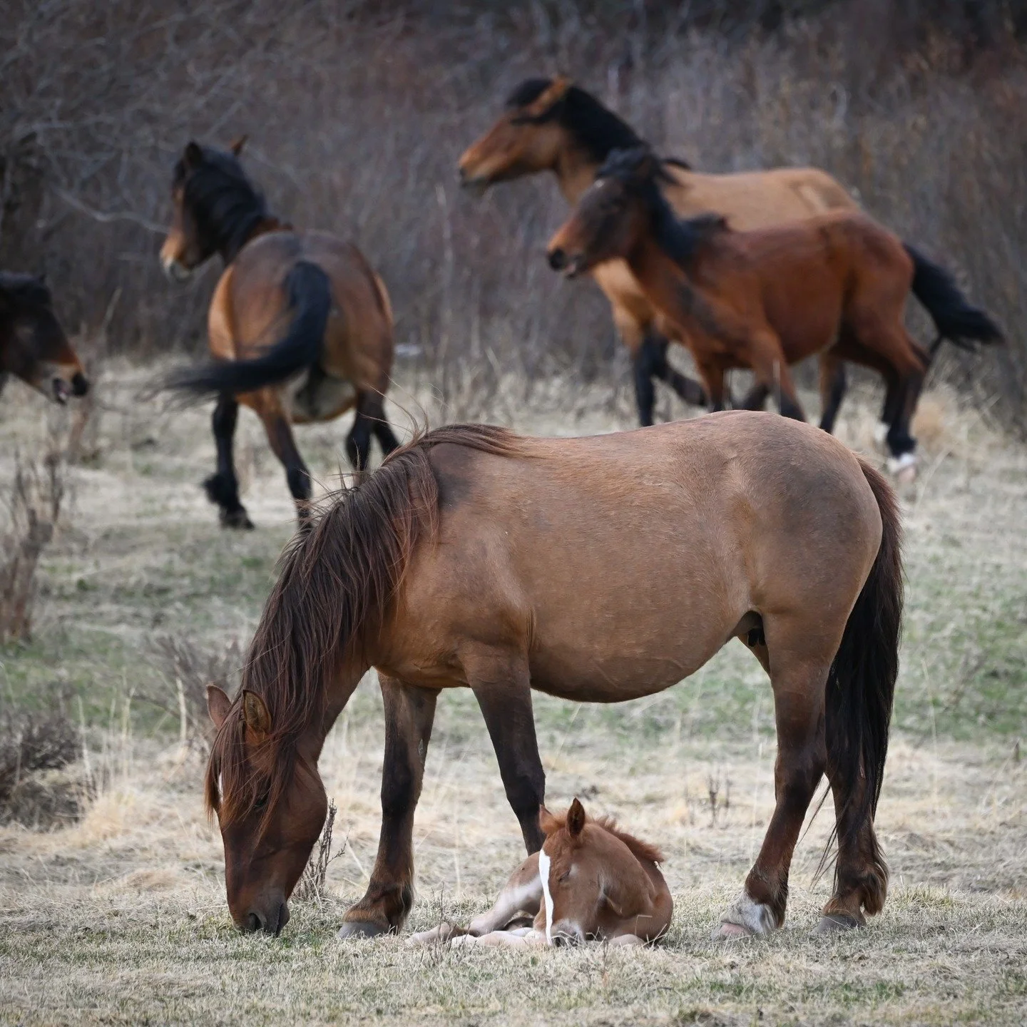 It's a busy time of year! This photo was taken around the same time last year in the eastern foothills of the Canadian Rocky Mountains, showing a typical spring day in the life of an Alberta Mountain Horse. 

Across the expansive foothills, mom are p