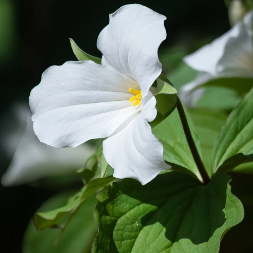 Myrmecochory - your new word for the day. A beautiful sign of spring here in Ontario - the white trillium is the province's official flower. They bloom in spring, and can change colour as they age, turning from bright white to pink. 

A slow growing 