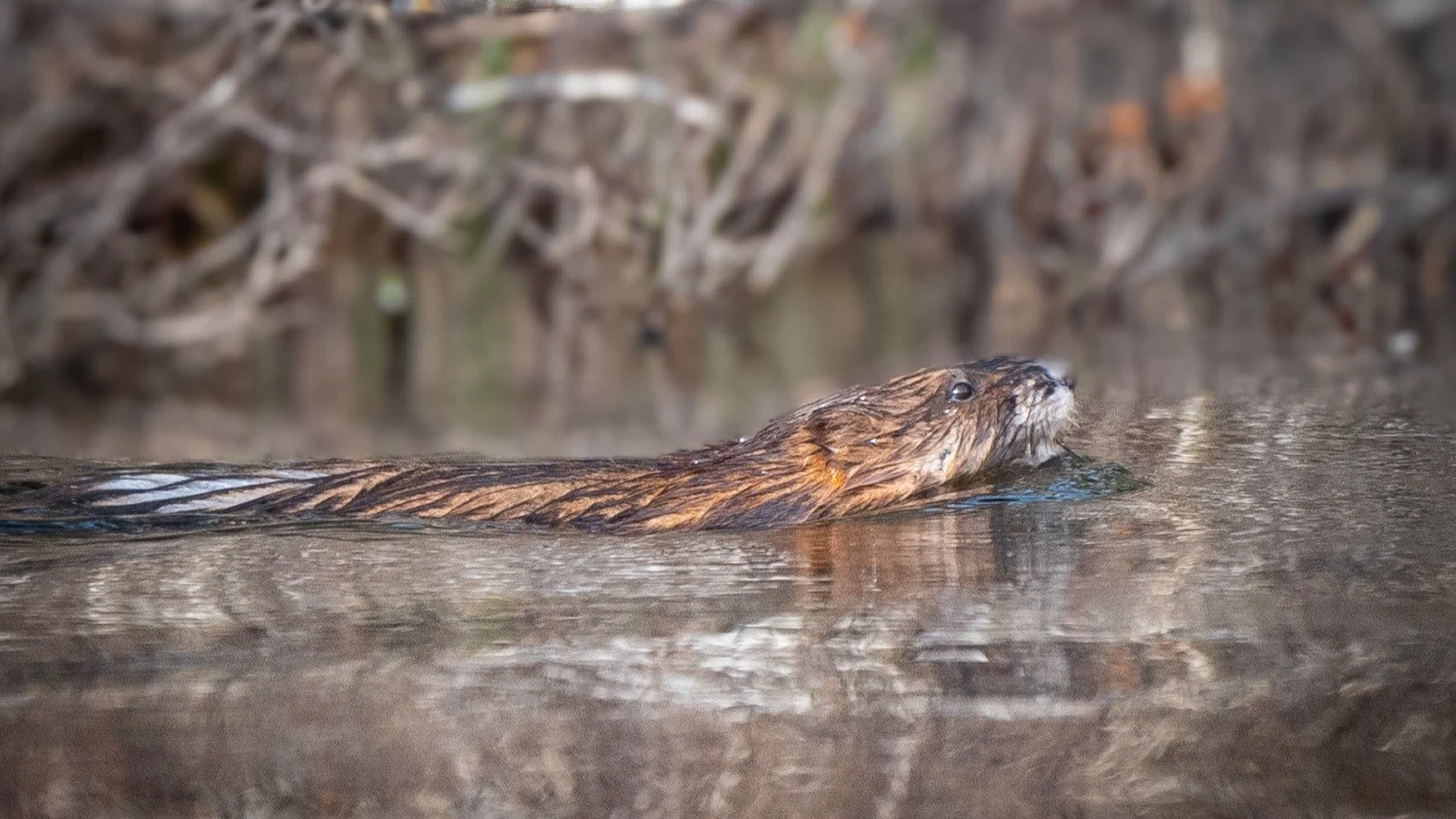 Gliding silently through the water, this muskrat moved with calm purpose. So silent and stealth I didn't know he was there until my canoe partner @tanyaheins spotted him. 

A small but important part of our wetland ecosystems, muskrats help maintain 