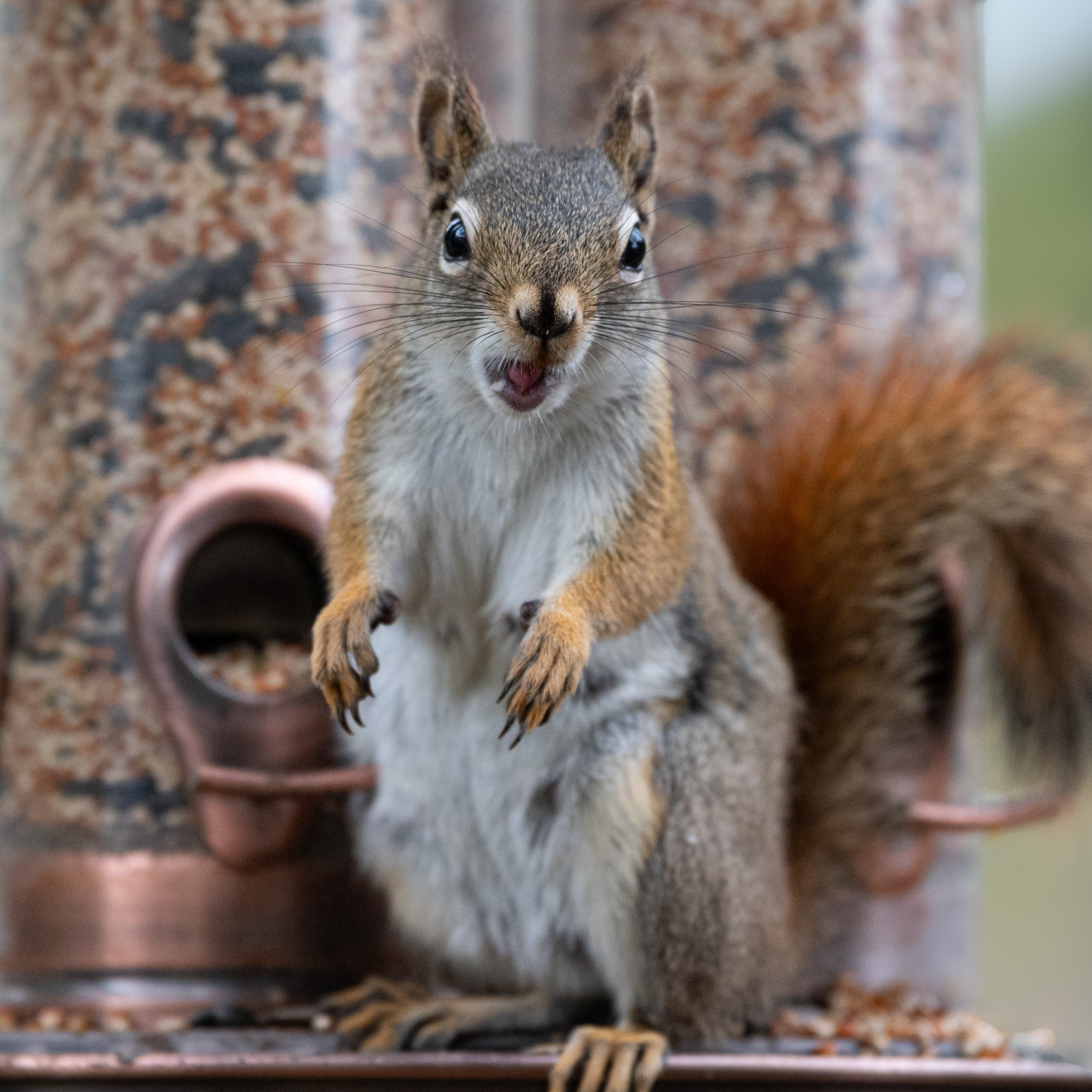 Hungry mama with hungry babies. Yes, I'm talking about you!

The Red Squirrel (Tamiasciurus hudsonicus) can have 1-2 litters a year and the kits (also called pups) are usually independent by 10-12 weeks old.

#canadianwildlife
#redsquirrel