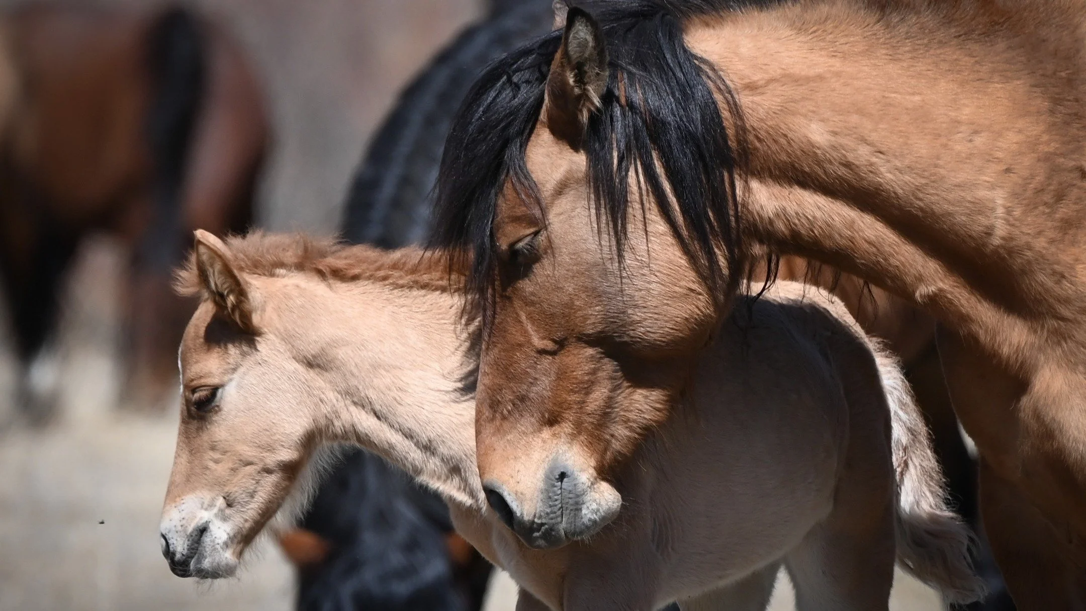 As exciting as spring is in wild horse country with the arrival of new life, it is just as dangerous. 

Foals are easy targets for predators, injuries are common from stallion battles, highway and landscape hazards are elevated. 

But for just a minu