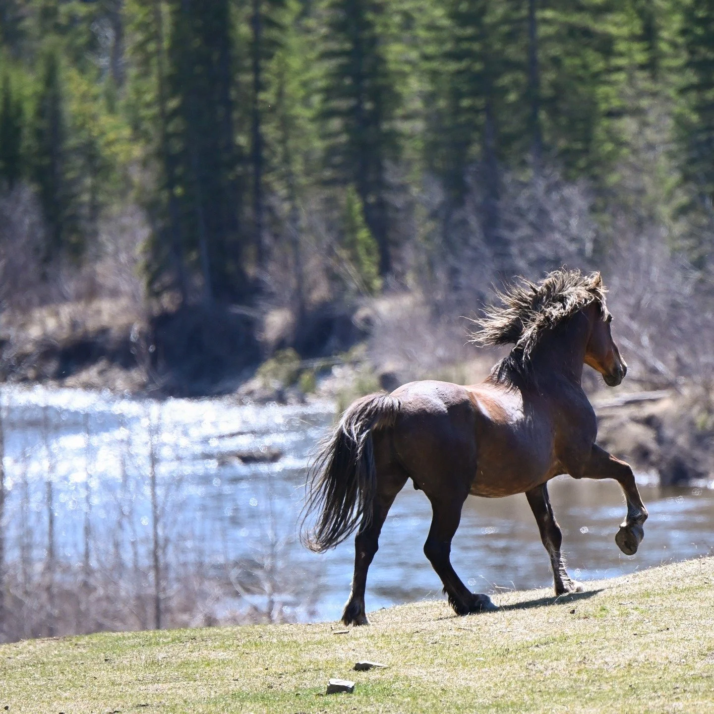 Picture yourself driving along, some lonely country road somewhere, casually glancing out your side window. And you see this! 

You look twice. The scene is breathtaking - and so natural. The hot afternoon sun with its highlights, showcasing Canada's