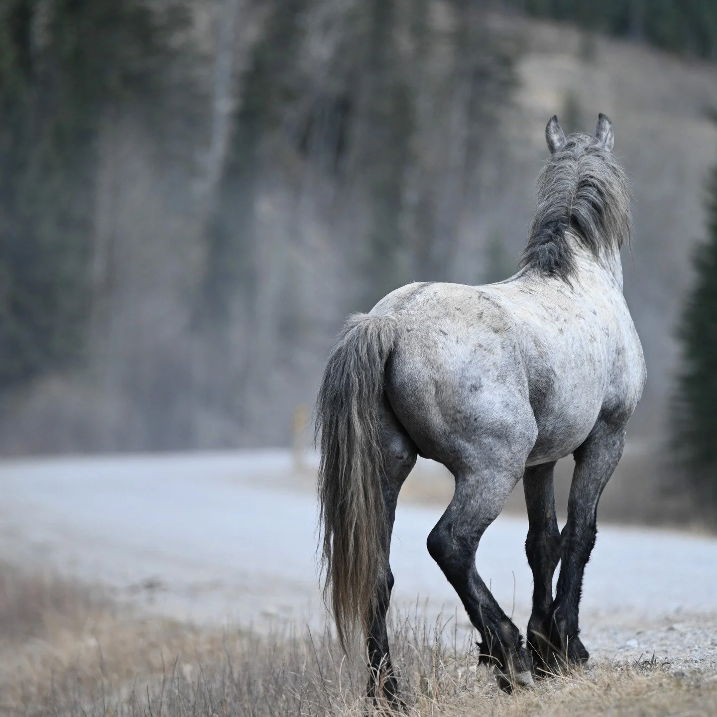 I don't know what it is about this photo, but it catches me every time I see it. The muted tones? The dust in the air from a vehicle just passed? Or the quiet, intense pose of this grey stallion, who seems to know danger might lurk around that corner