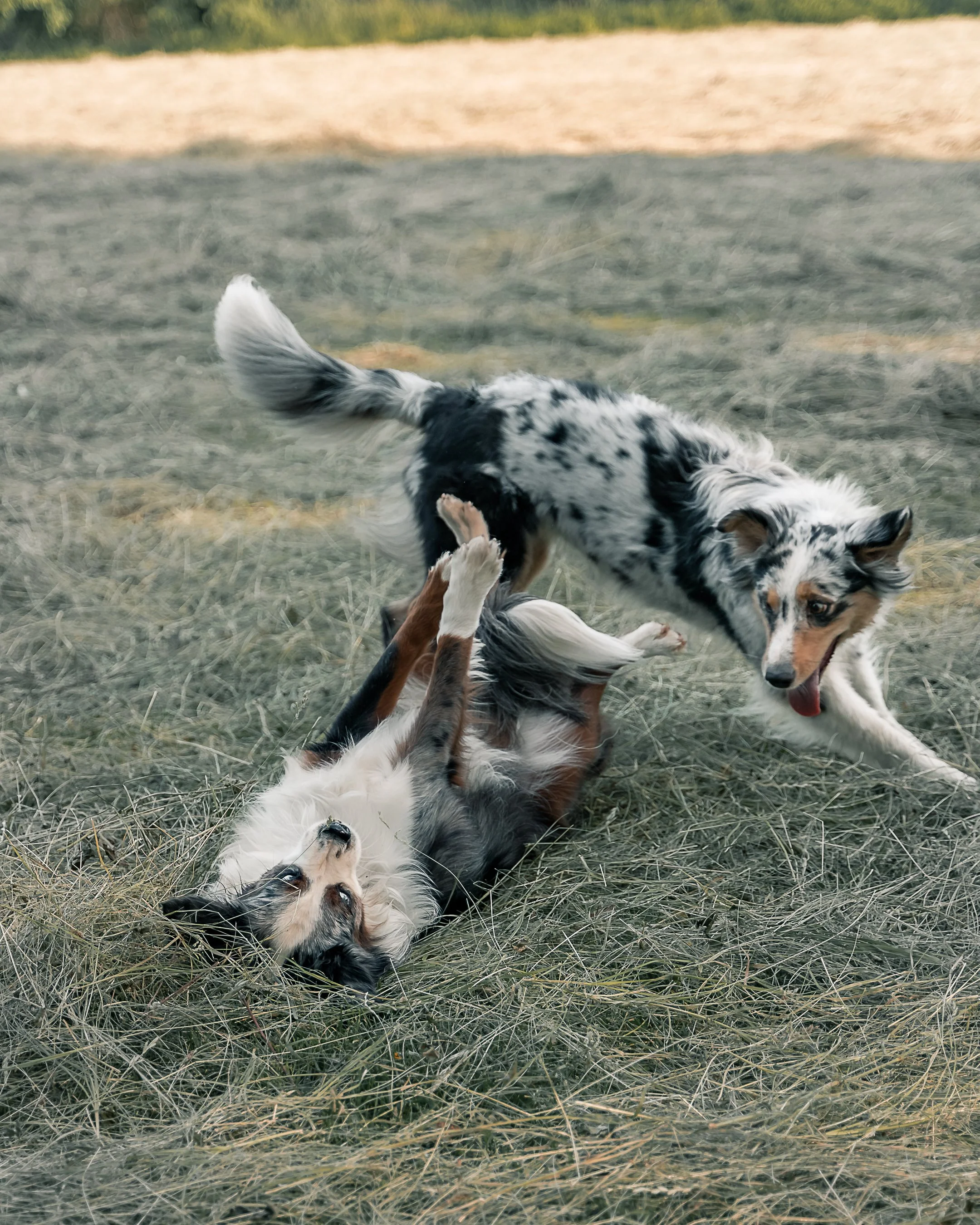 Die Ermittlung - Einzelstunde