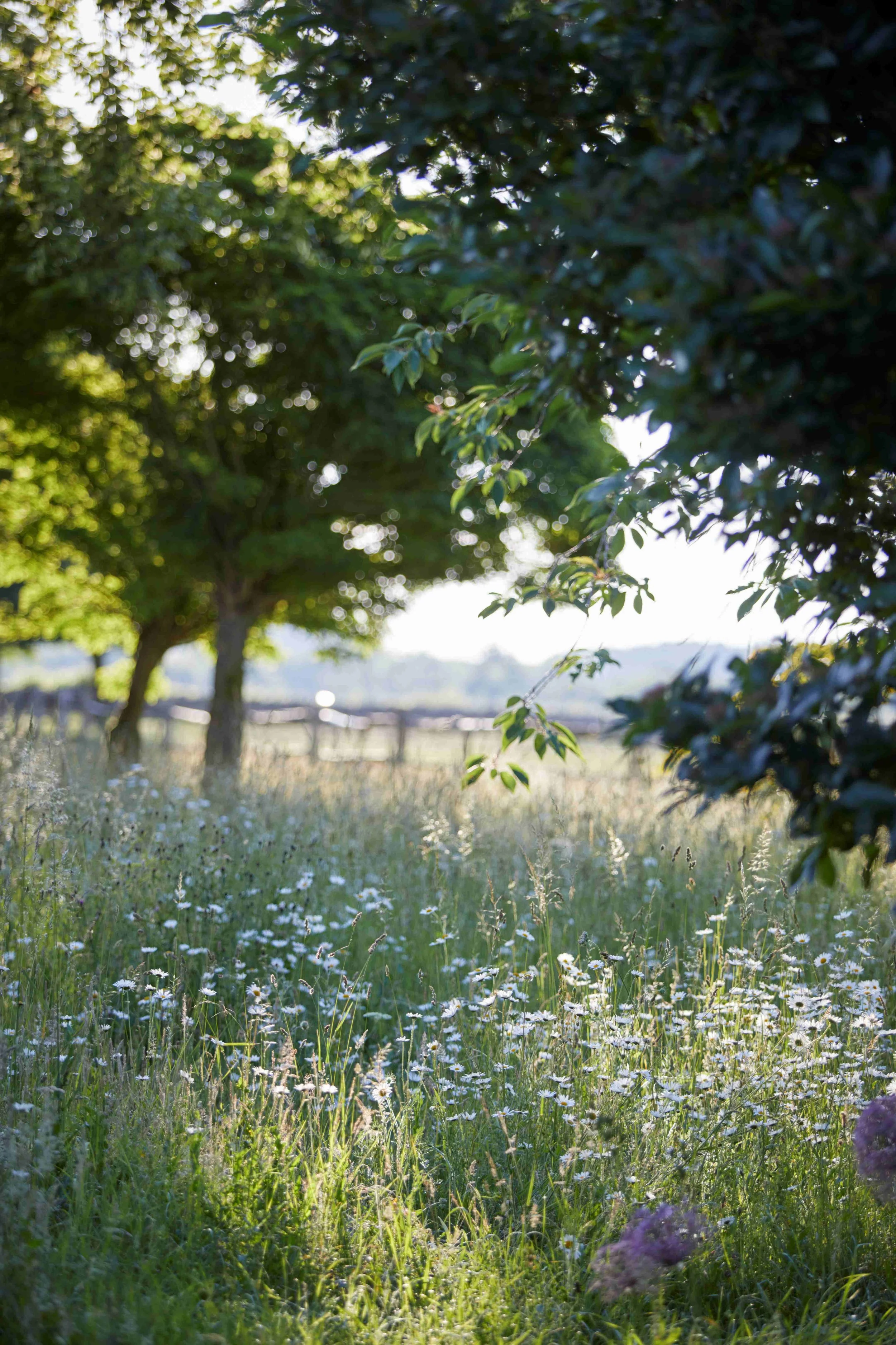 A sunlit meadow with white daisies and purple flowers, surrounded by lush green trees with sunlight filtering through the leaves.