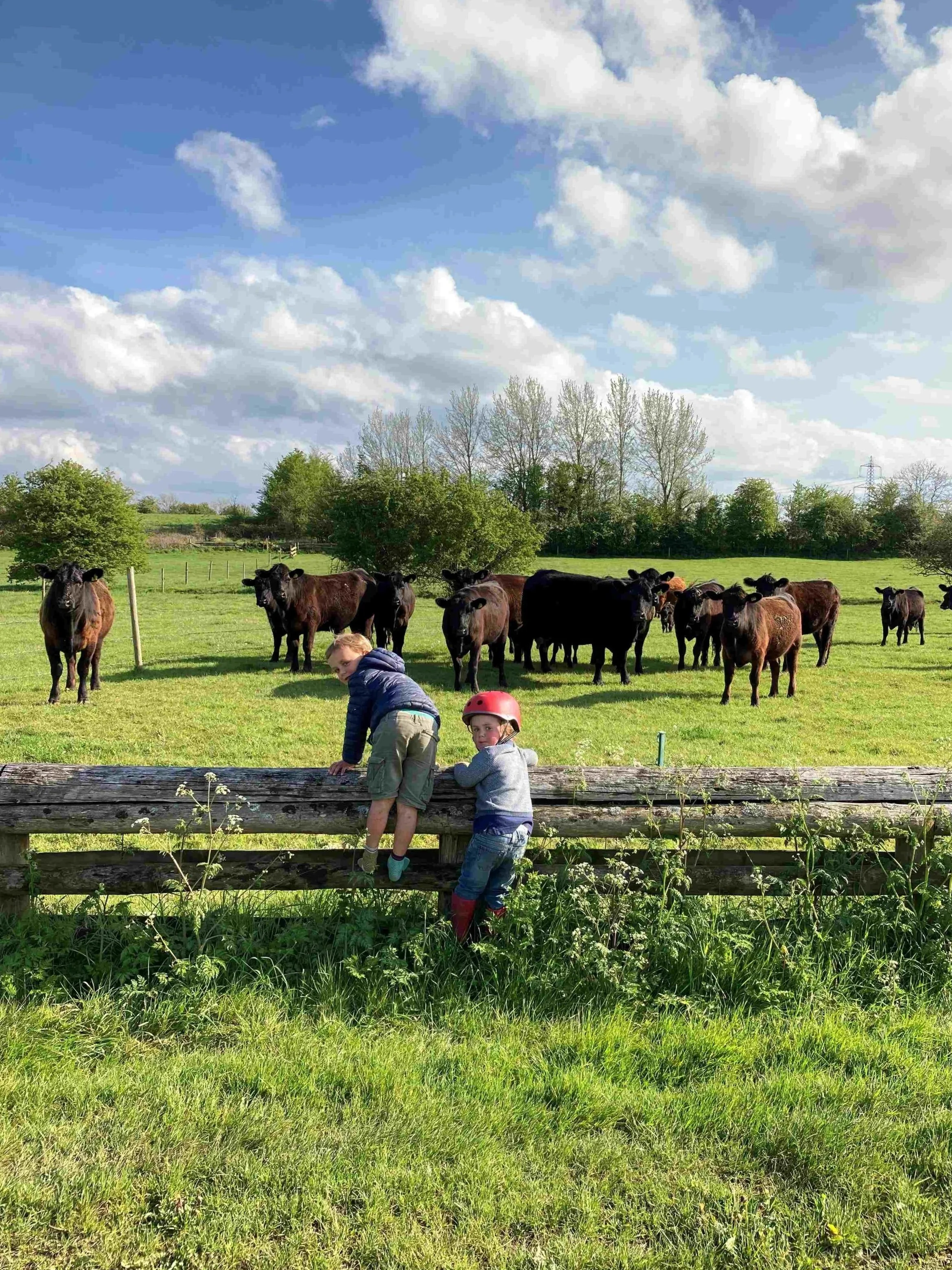 Two young boys leaning on a wooden fence with a patch of tall grass in the foreground, and a group of cows grazing on a green field behind them. The background features trees under a partly cloudy sky.