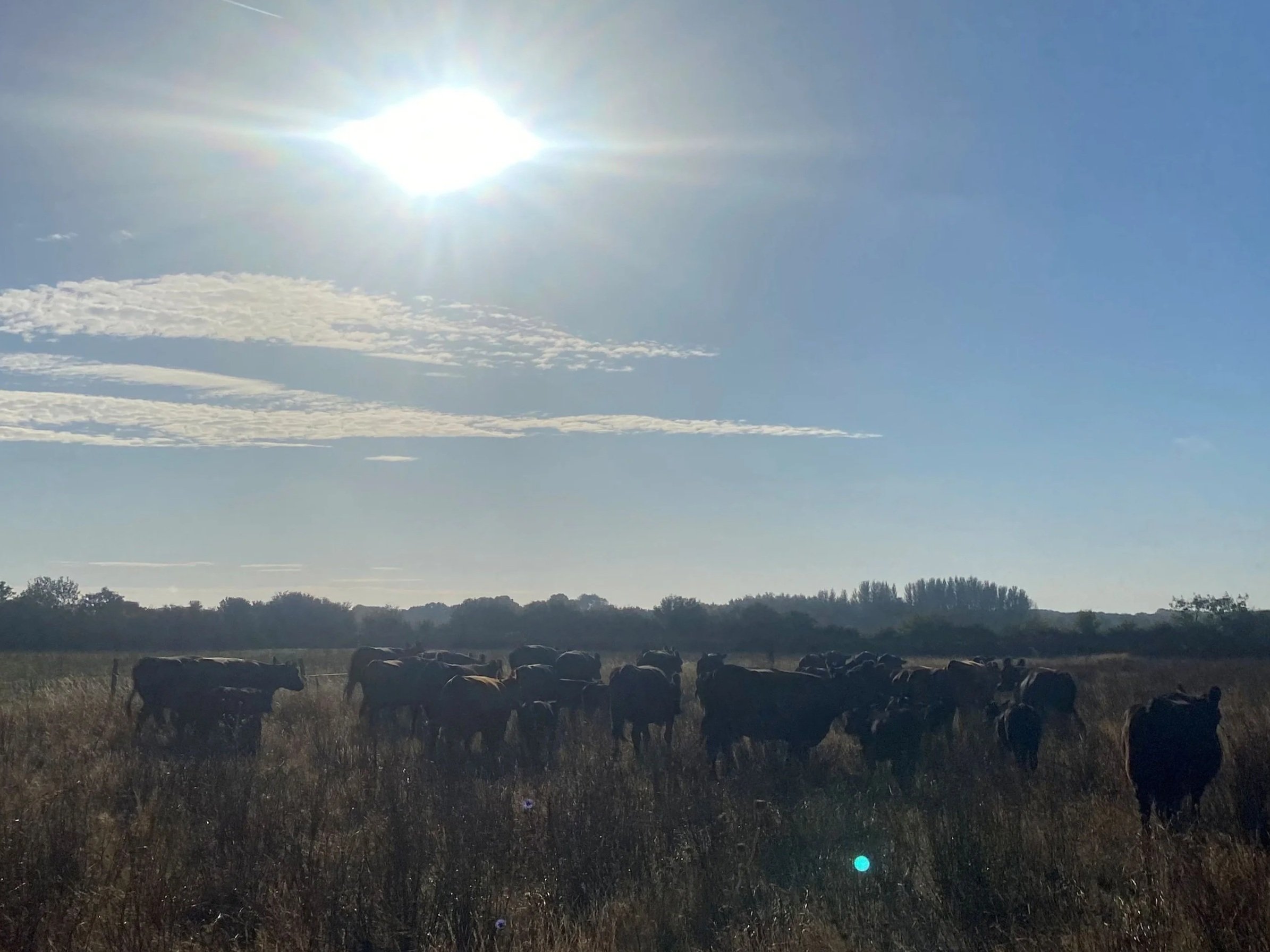 A landscape scene with tall grass, a herd of cows, trees in the background, a clear blue sky, and the sun shining brightly.