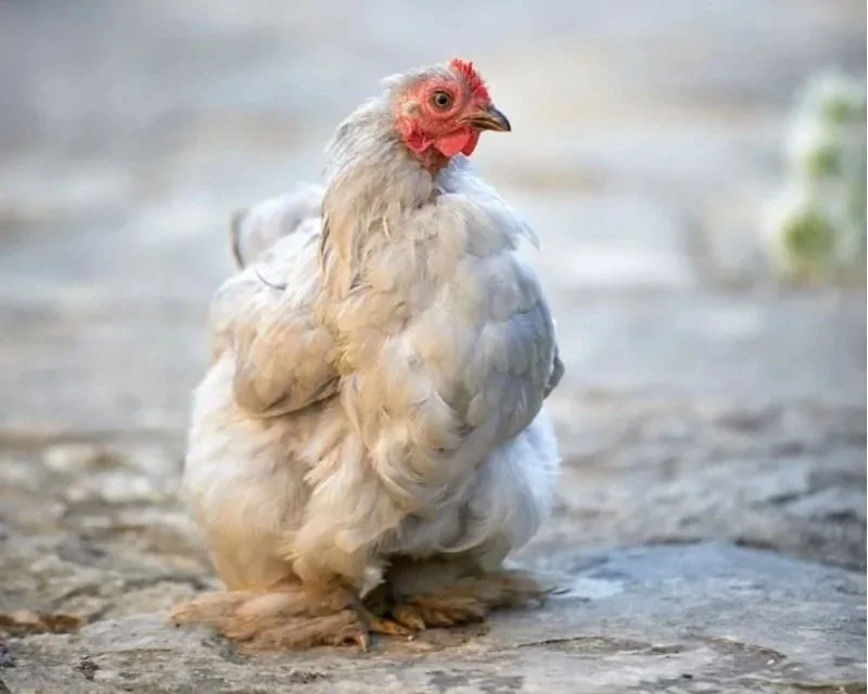 A chicken standing on a dirt and stone ground with a blurred natural background.