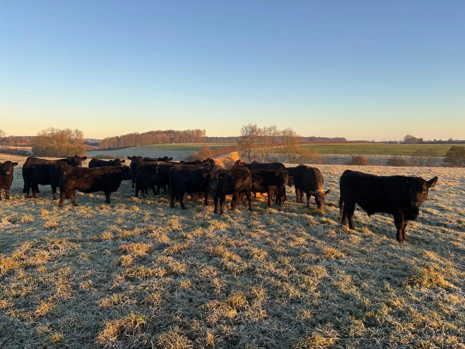 A herd of black cows grazing on a frosty field during sunrise in a rural landscape with rolling hills and sparse trees.
