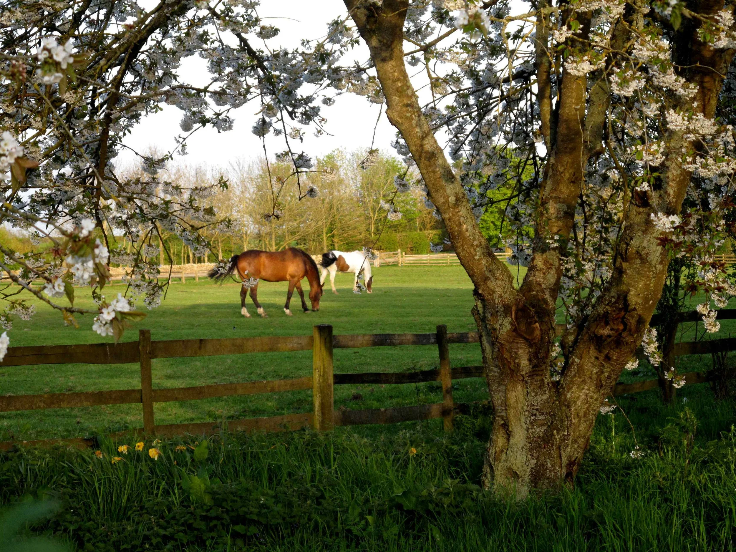 Two horses grazing on a green field, viewed through a flowering tree with white blossoms in the foreground, a wooden fence in the background.