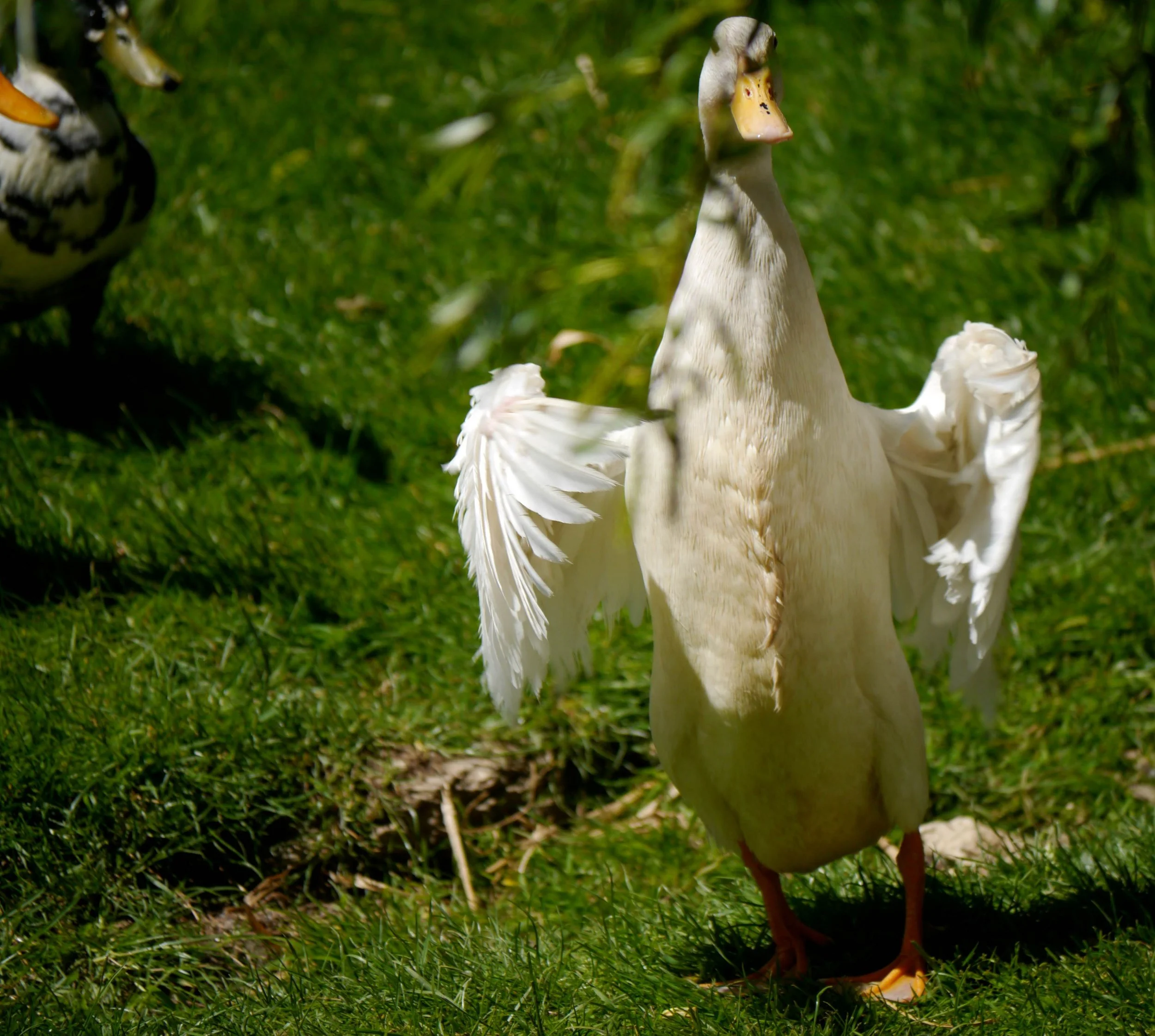 A white goose with its beak open, standing on green grass in a natural outdoor setting.