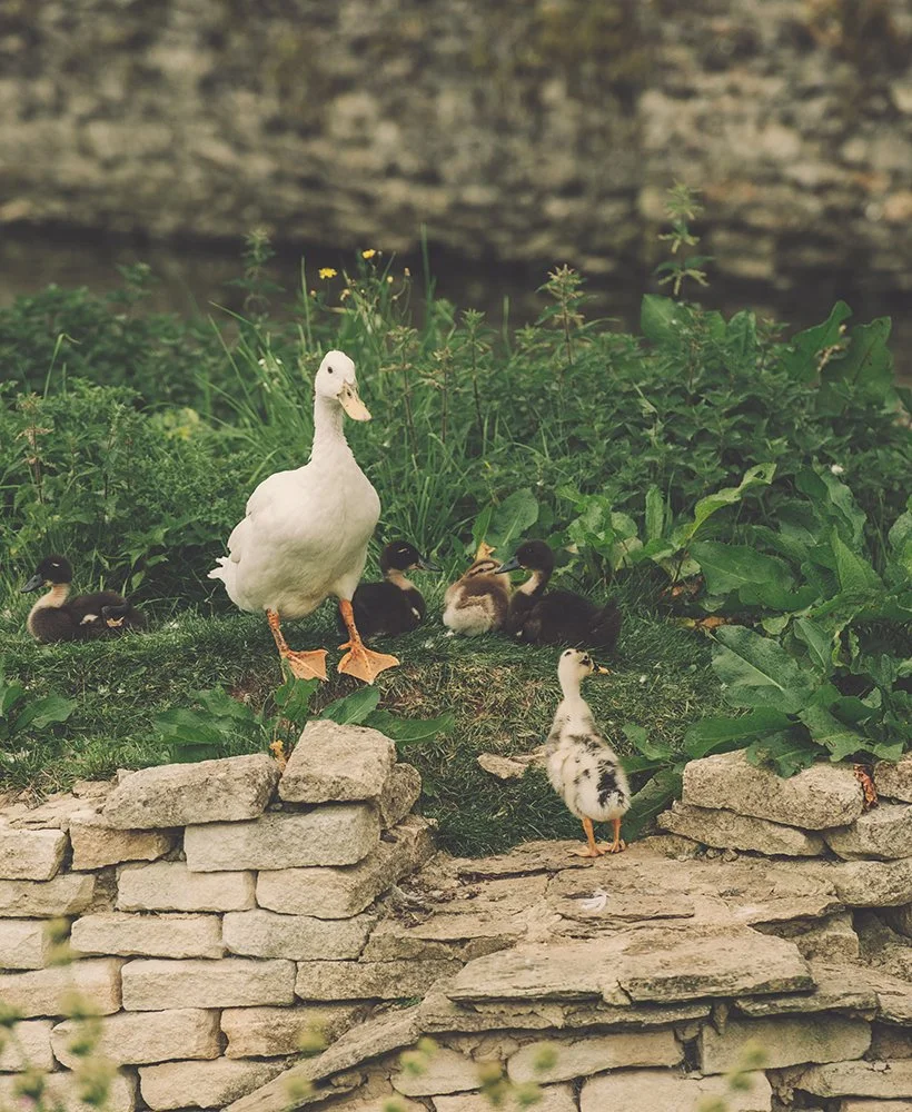 A mother duck standing on a stone ledge surrounded by ducklings among green foliage.