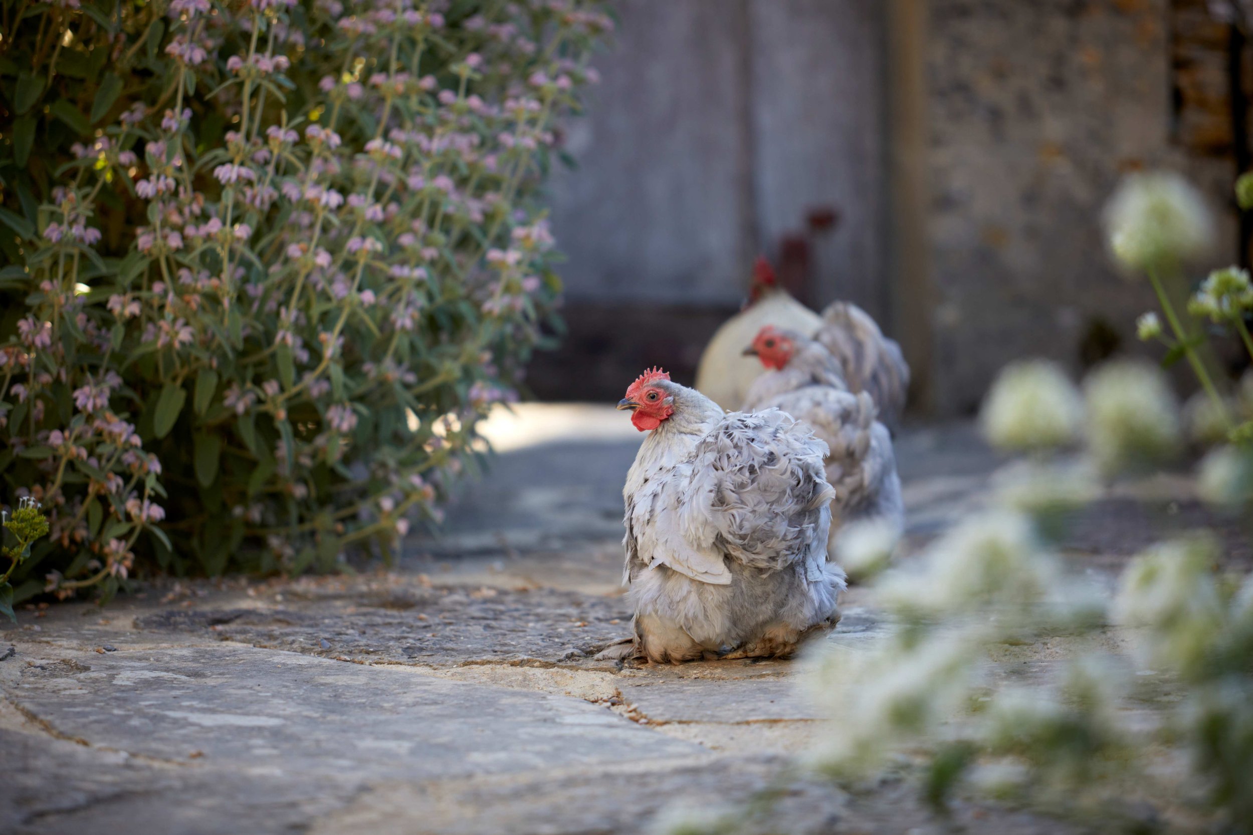 Three white chickens with red combs sit on a stone pathway beside a bush with small purple flowers.