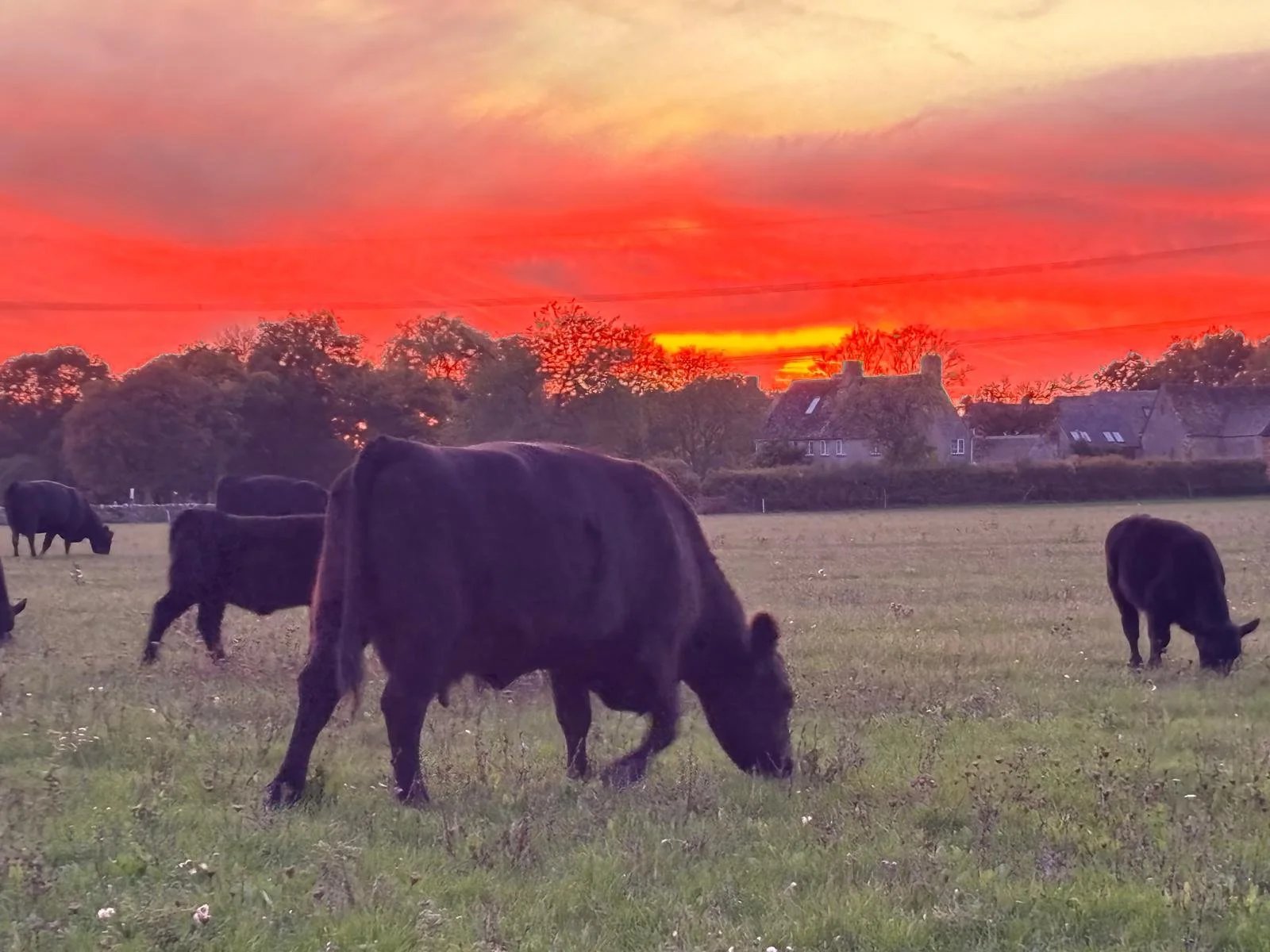 Cows grazing in a field at sunset with a vibrant orange and pink sky and farmhouses in the background.