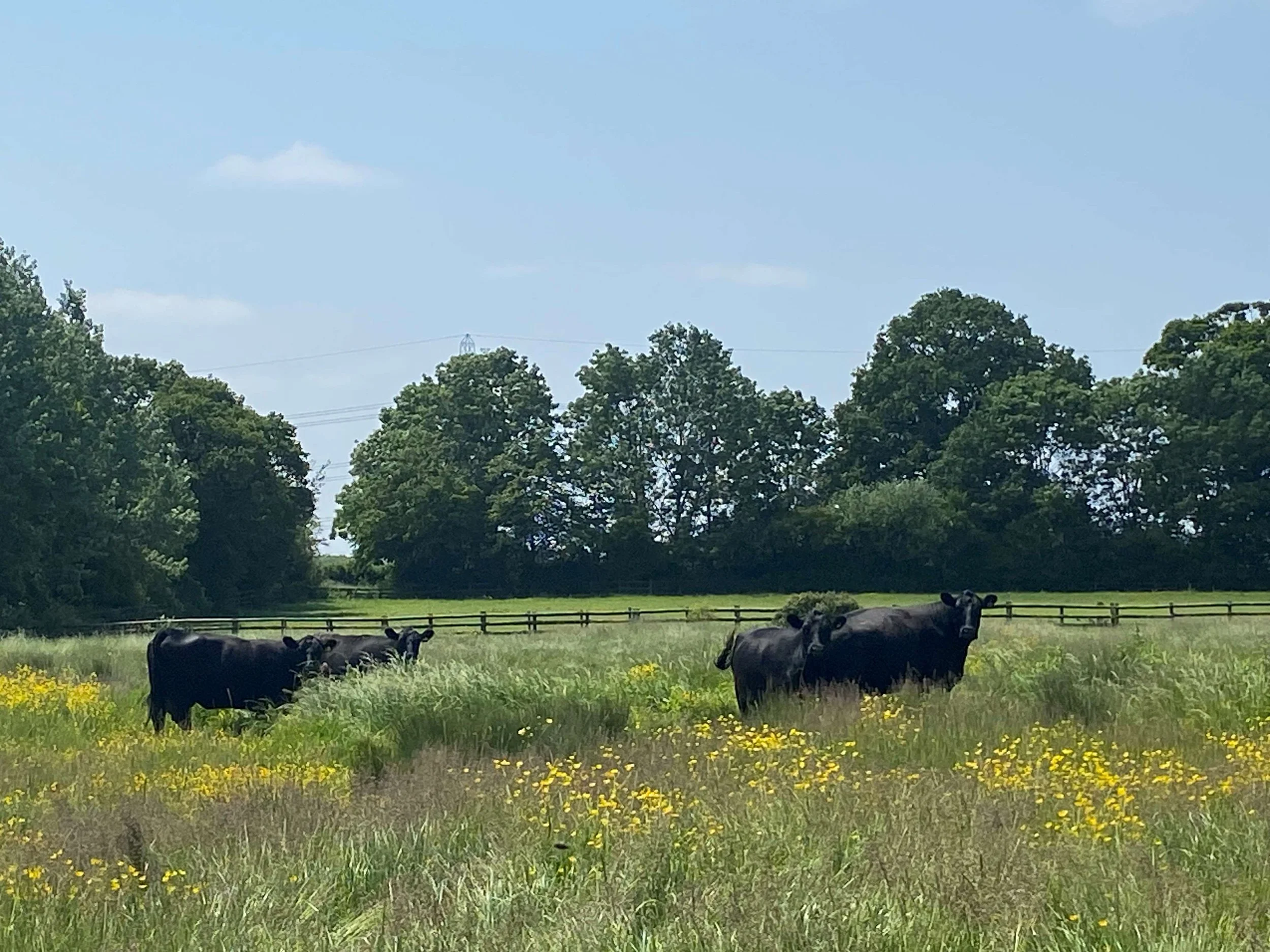 Cows grazing in a lush, green field with yellow flowers, surrounded by trees and clear blue sky.