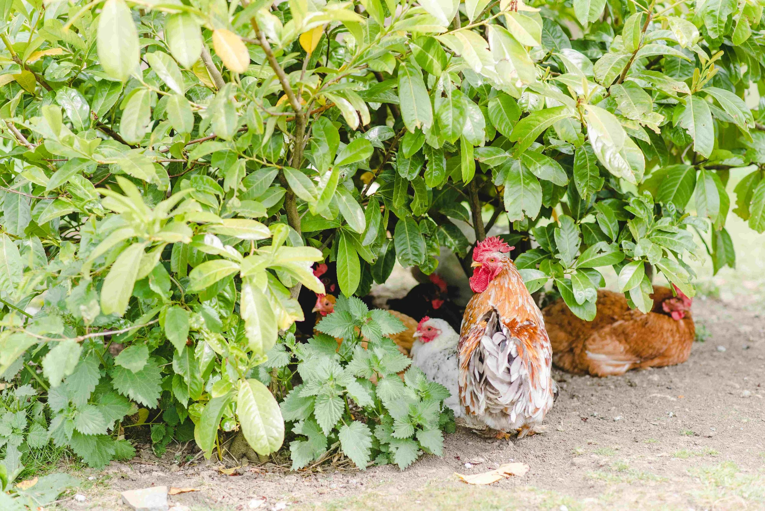 A hen and her chicks hiding under green leafy bushes on a dirt ground.