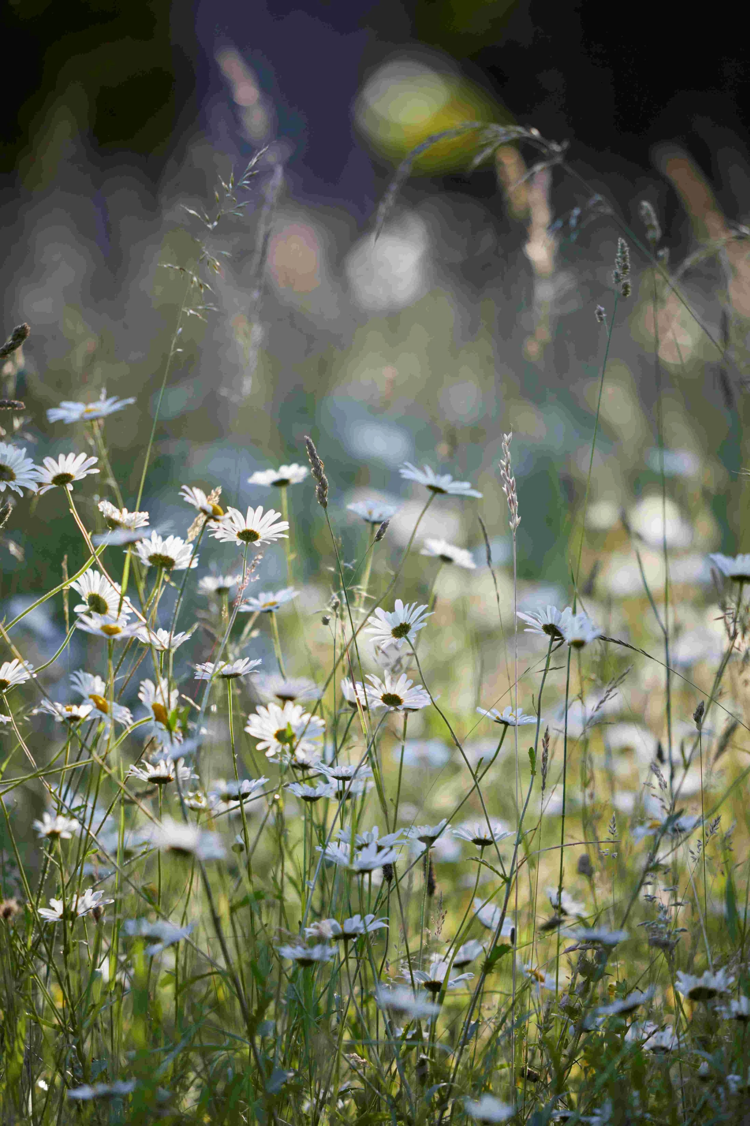 A wildflower meadow with a cluster of small white daisies with yellow centers and various green grasses and plants, illuminated by sunlight.