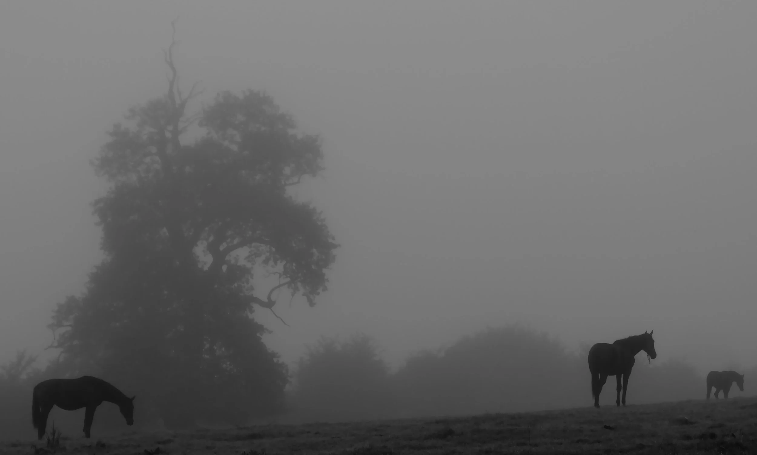 Silhouettes of horses grazing and standing near trees on a foggy day.