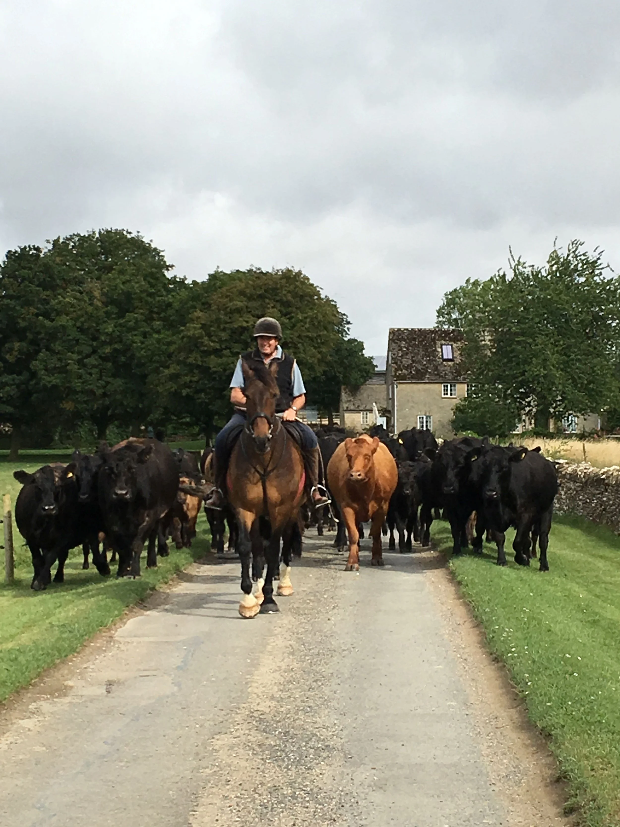 A man riding a horse leads a herd of cattle along a stone path in a rural area, with trees and buildings in the background under an overcast sky.