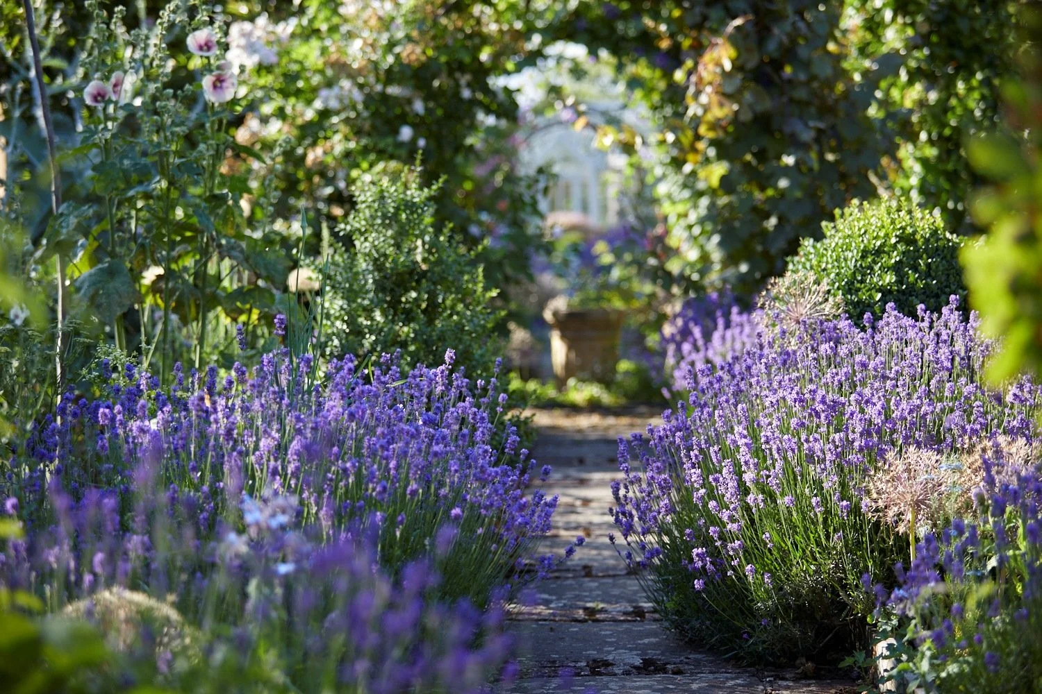 A garden pathway lined with blooming purple lavender flowers and lush green bushes, with a potted plant in the background.