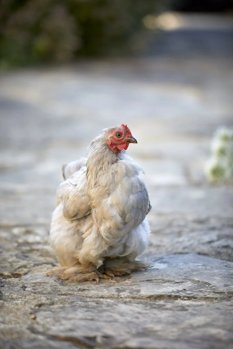 A white chicken standing on a rocky ground outdoors.