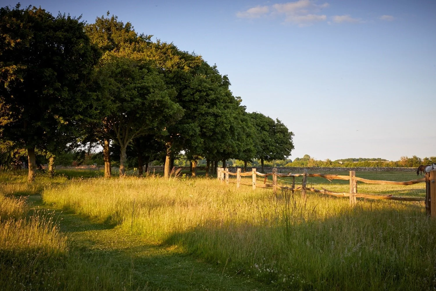 A peaceful rural scene with a row of large green trees lining a grassy path, wooden fence, and a field with a horse in the distance, under a clear blue sky.