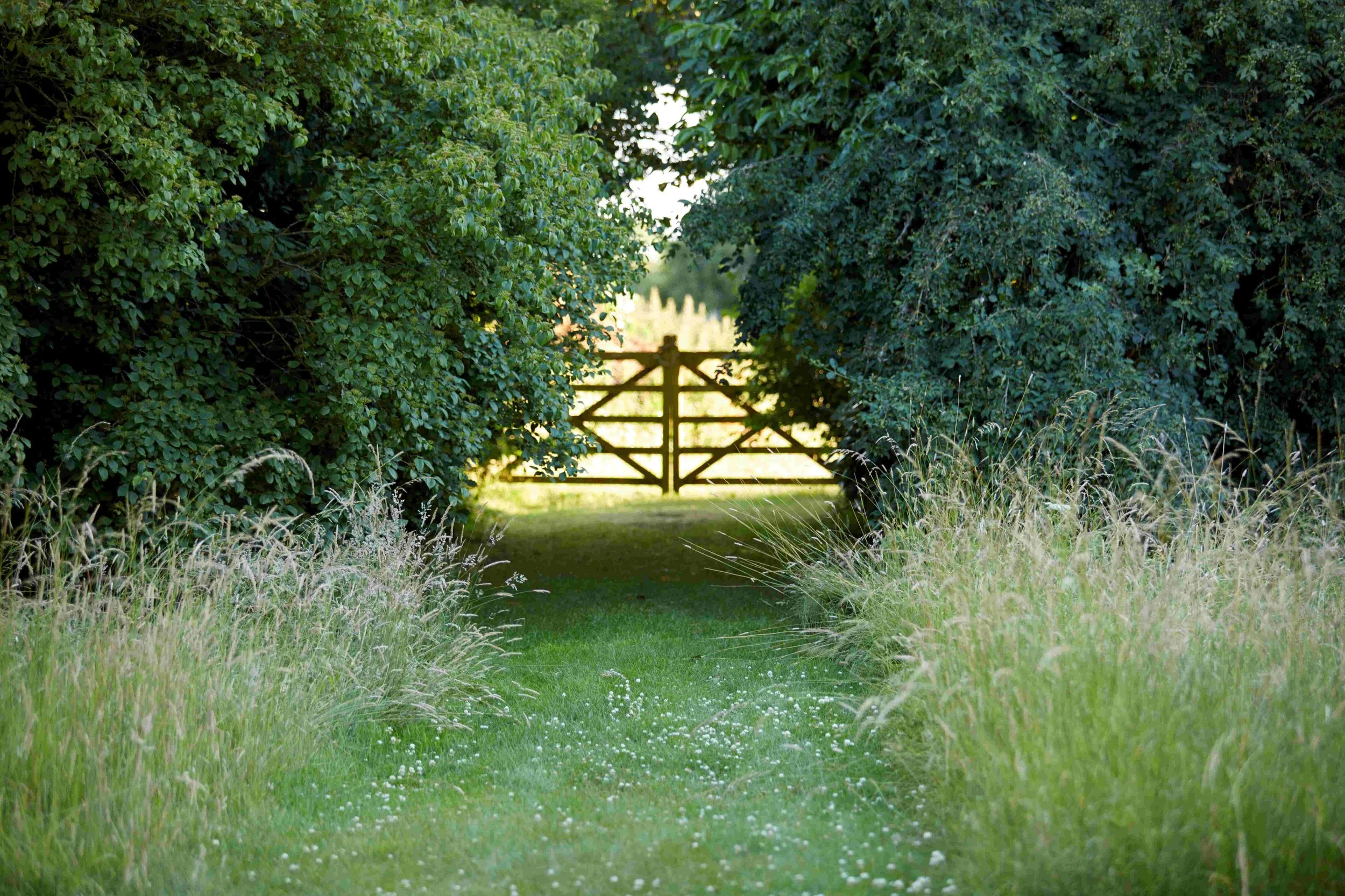 A lush, green pathway leading to a wooden gate, surrounded by dense shrubbery and tall grasses, with sunlight filtering through the trees.