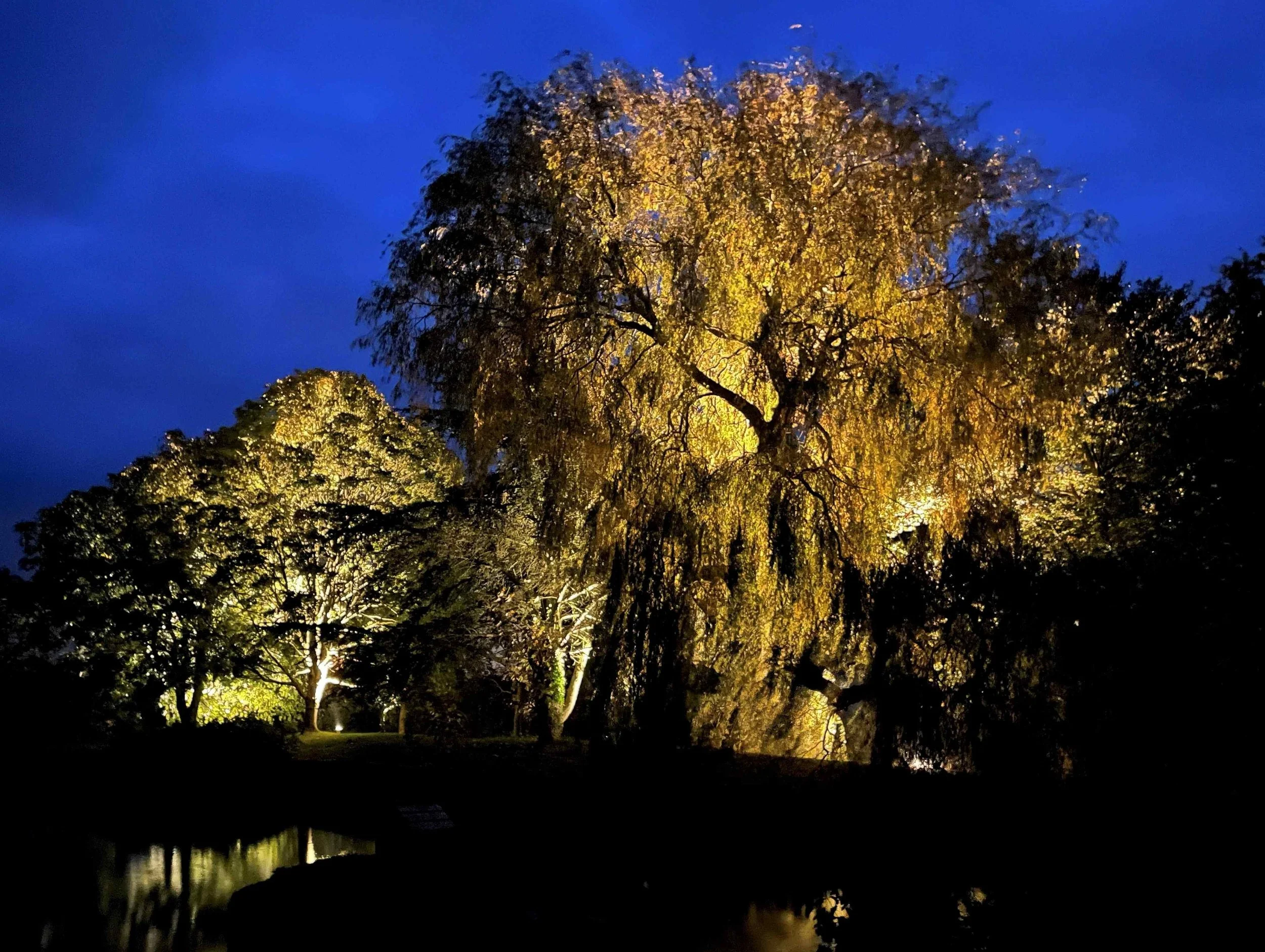 Nighttime scene of illuminated trees with yellow and green foliage near a body of water, under a dark blue sky.