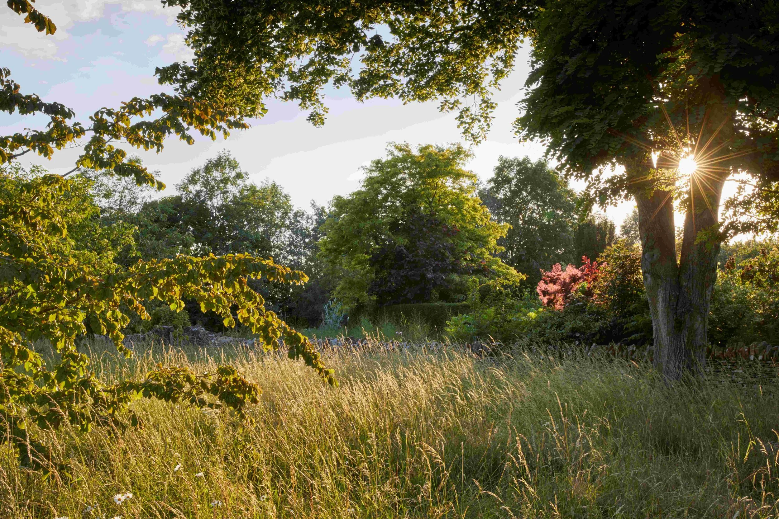 Sun shining through trees over a grassy field with small flowers.