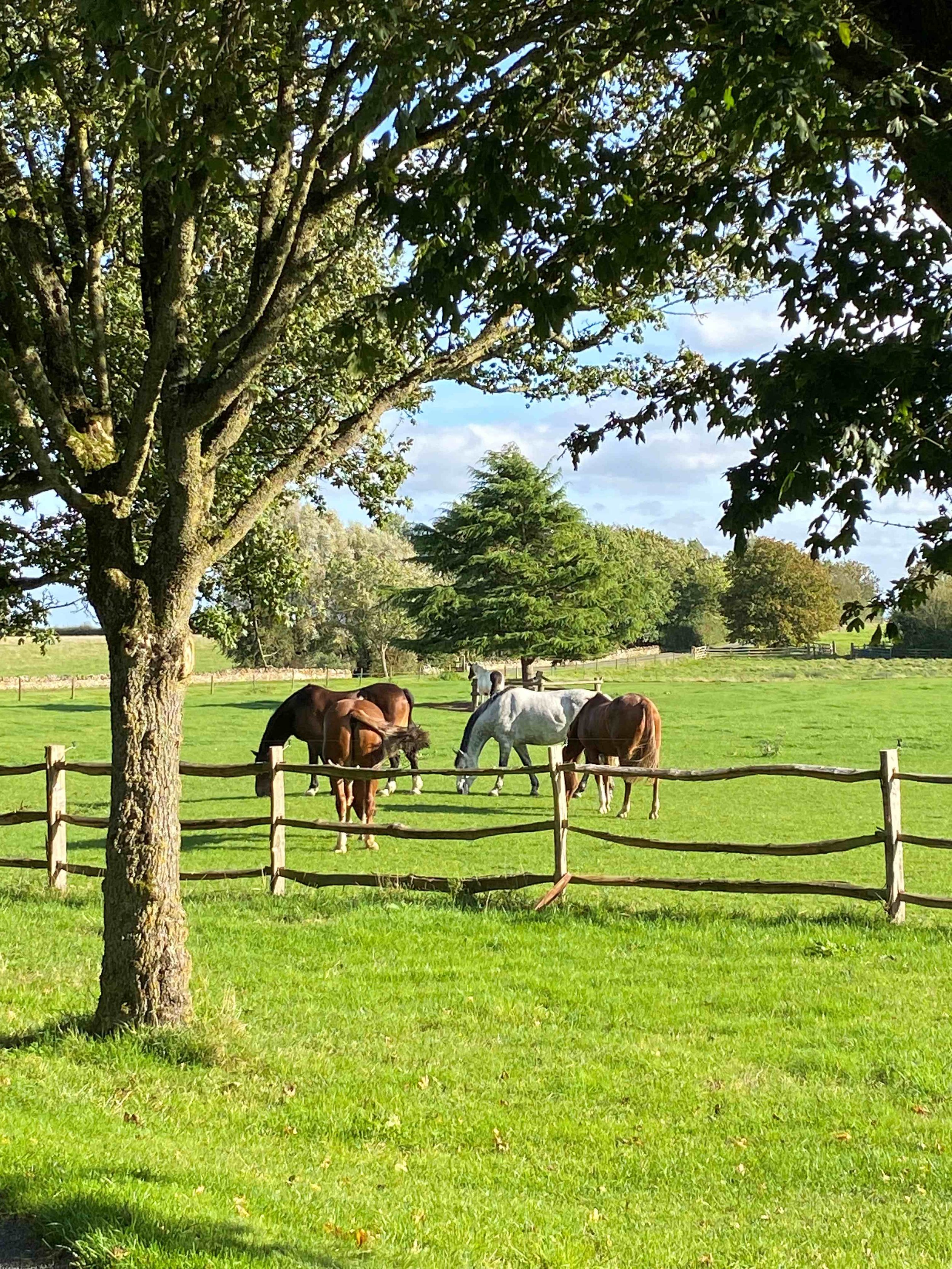 A grassy field with a wooden fence, several horses grazing, large trees, and a partly cloudy sky.