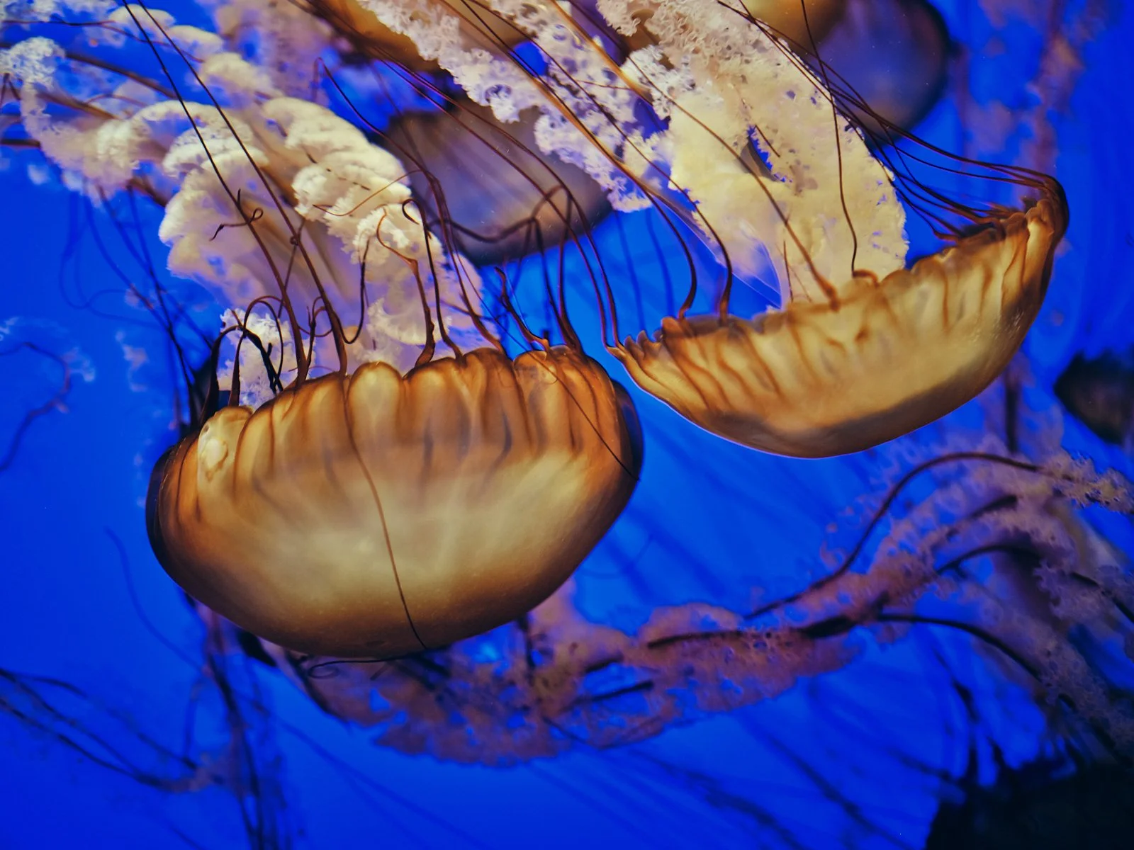 2024.Monterey_SantaCruz_©CyrilPerregaux.041.jpg