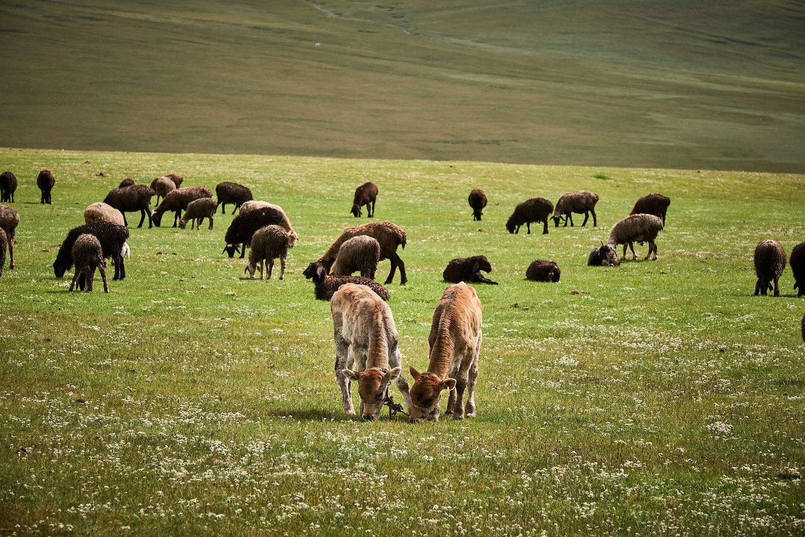 2026.KIRGHIZSTAN_LAC SONG KUL_©CyrilPerregaux.263.jpg