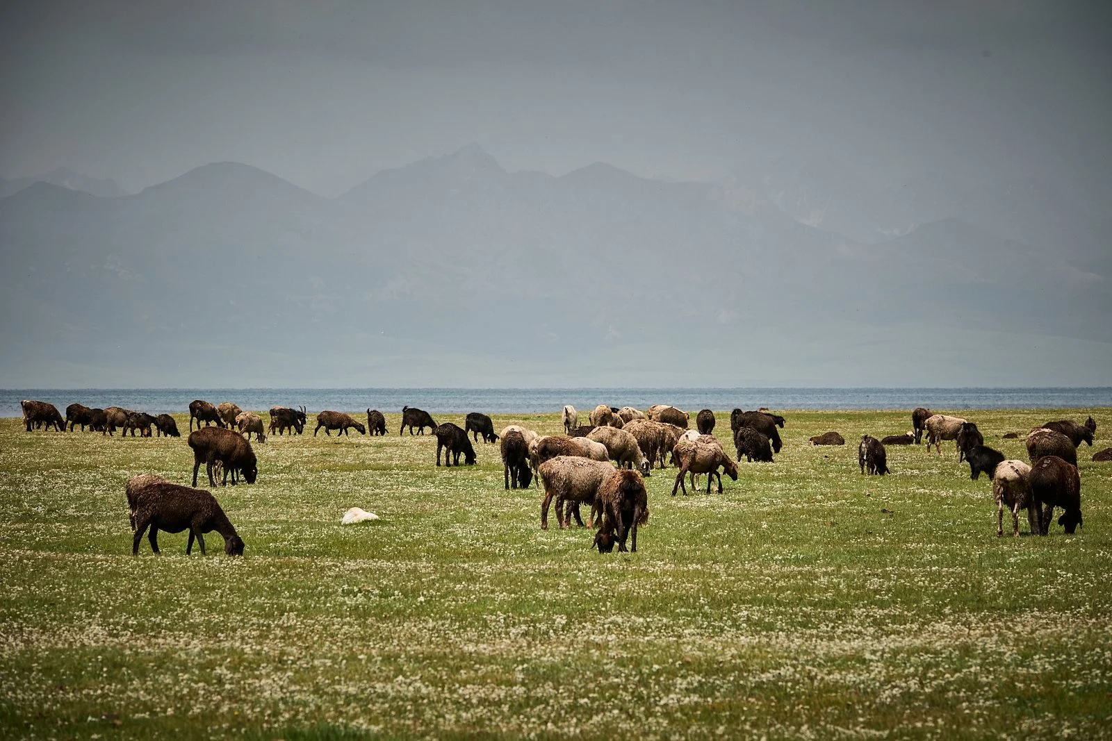 2026.KIRGHIZSTAN_LAC SONG KUL_©CyrilPerregaux.262.jpg