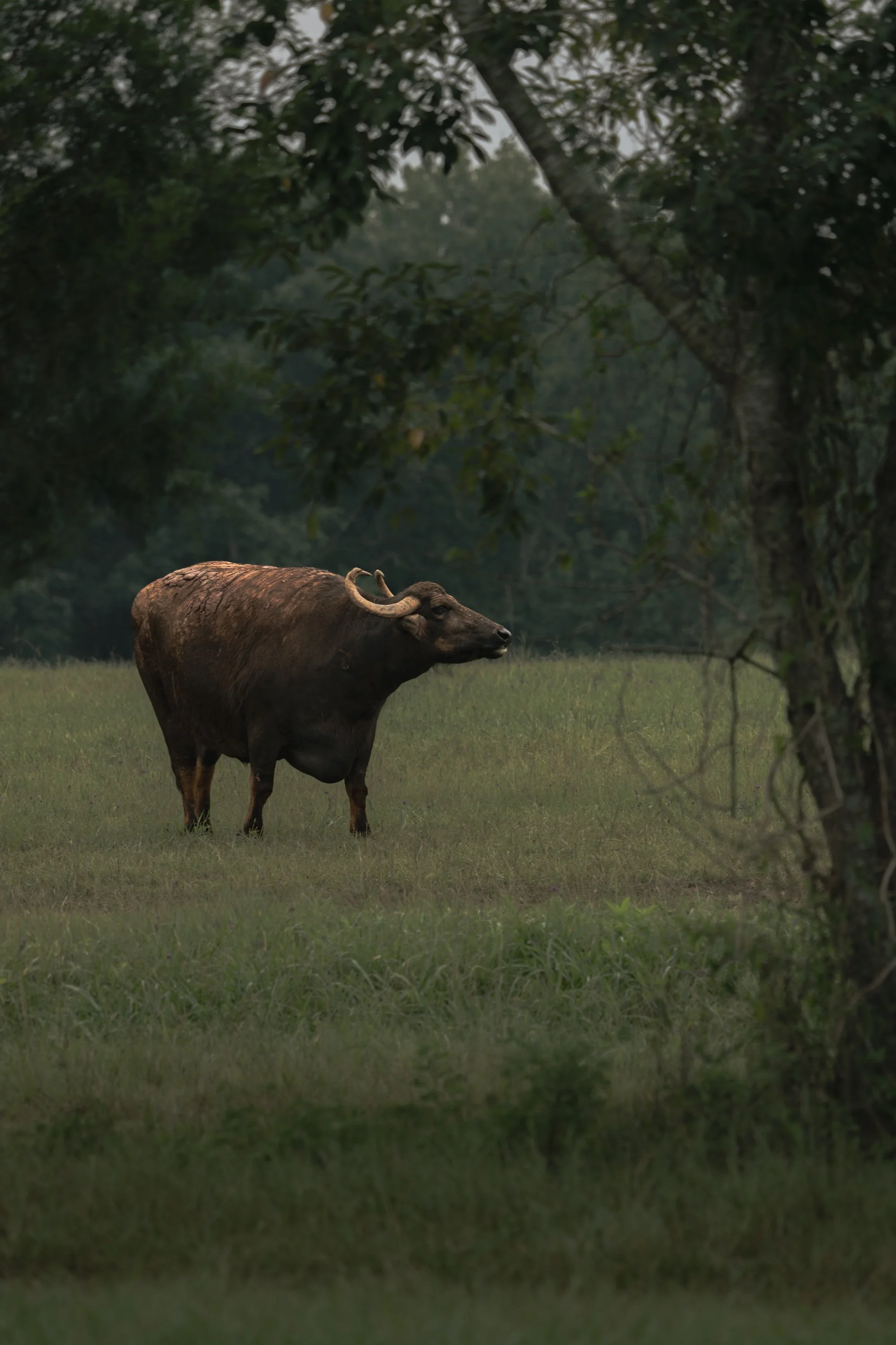 The Asian Water Buffalo III