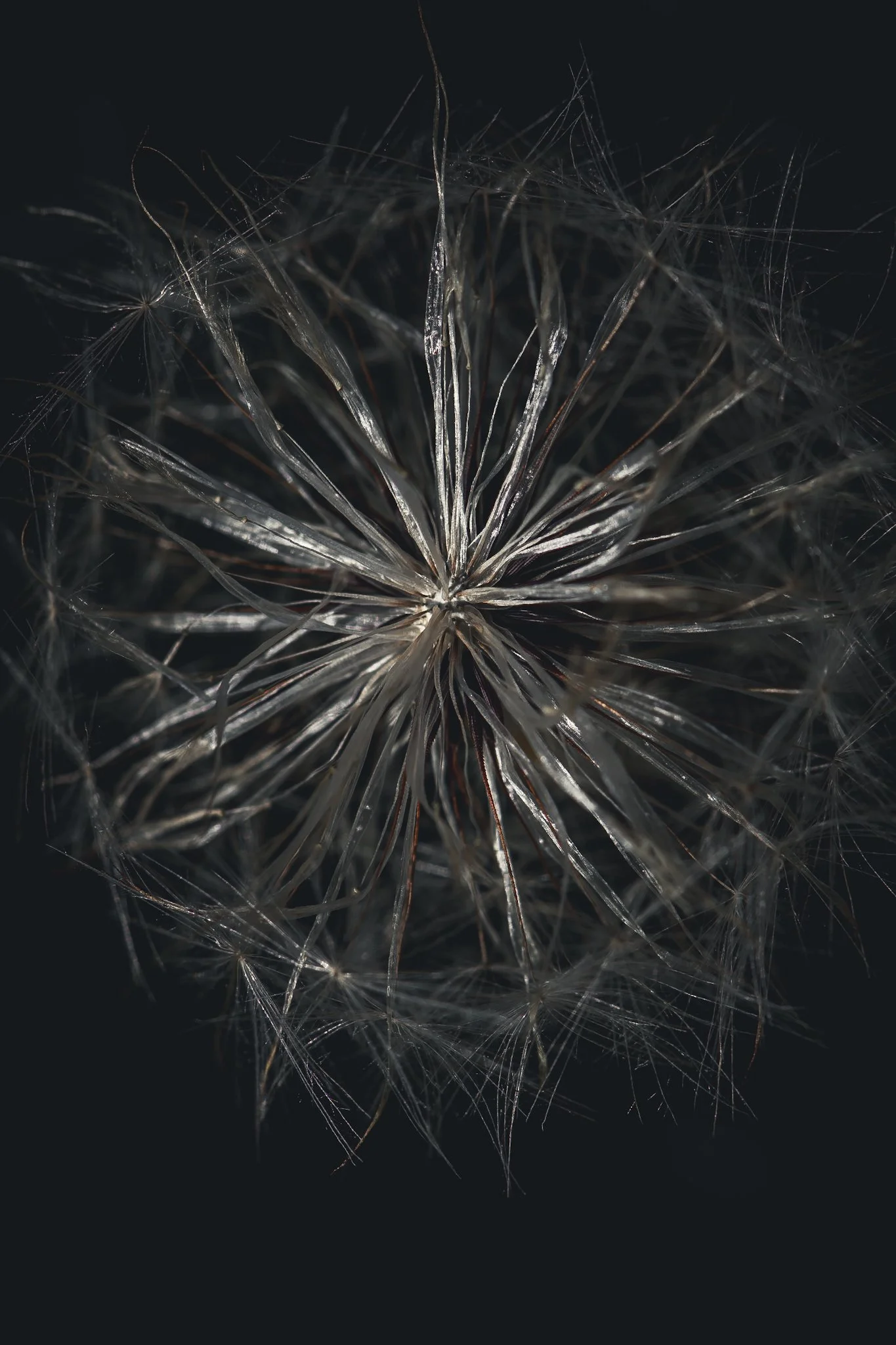 Close-up of a dandelion seed head against a black background, showing intricate delicate seed structures.
