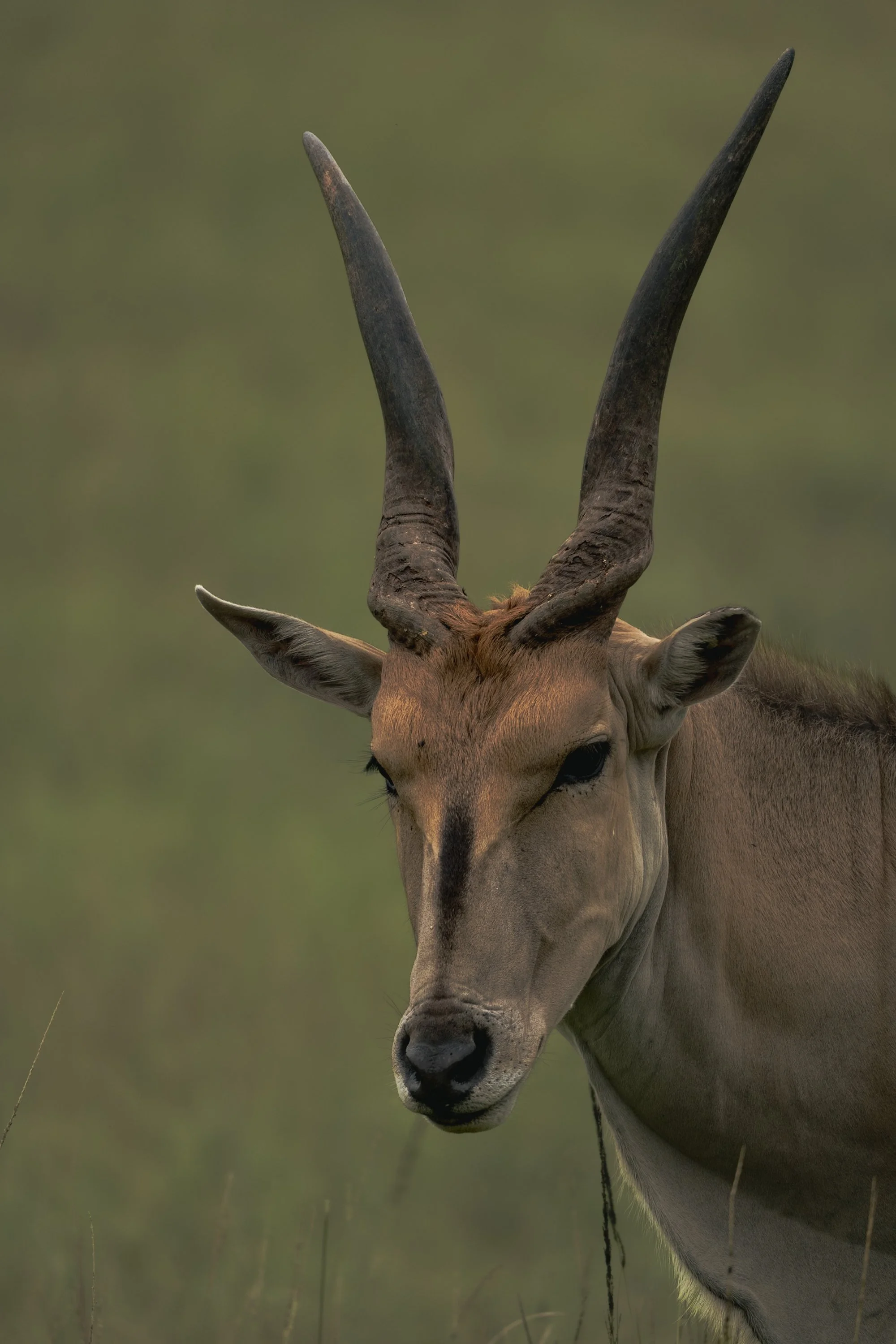 A close-up of an antelope with long, curved horns and a tan coat, standing in a grassy landscape.