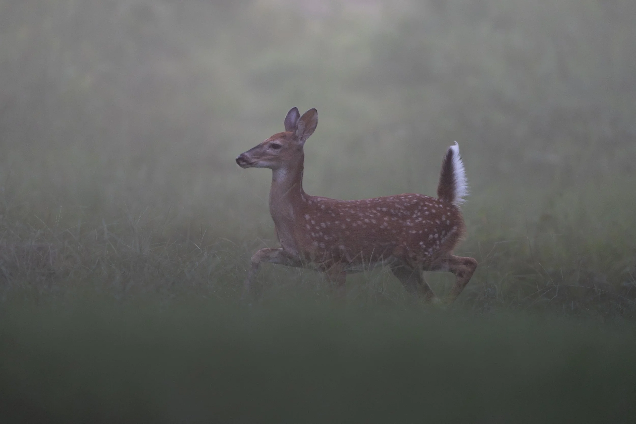 A young deer with white spots on its back running across a grassy area in a misty, foggy landscape.