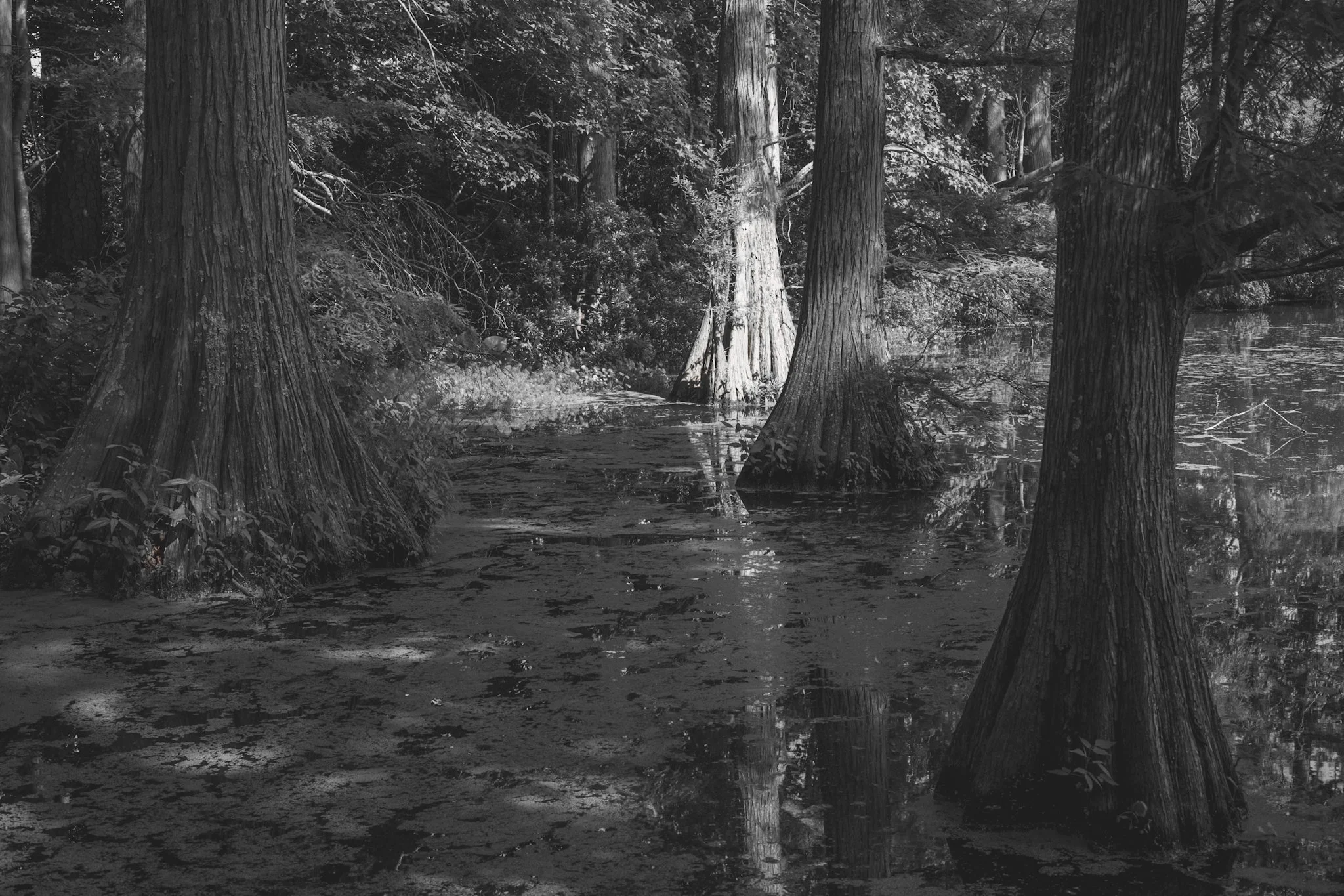 Black and white photo of a forest scene with tall trees reflected on a river or pond surface.